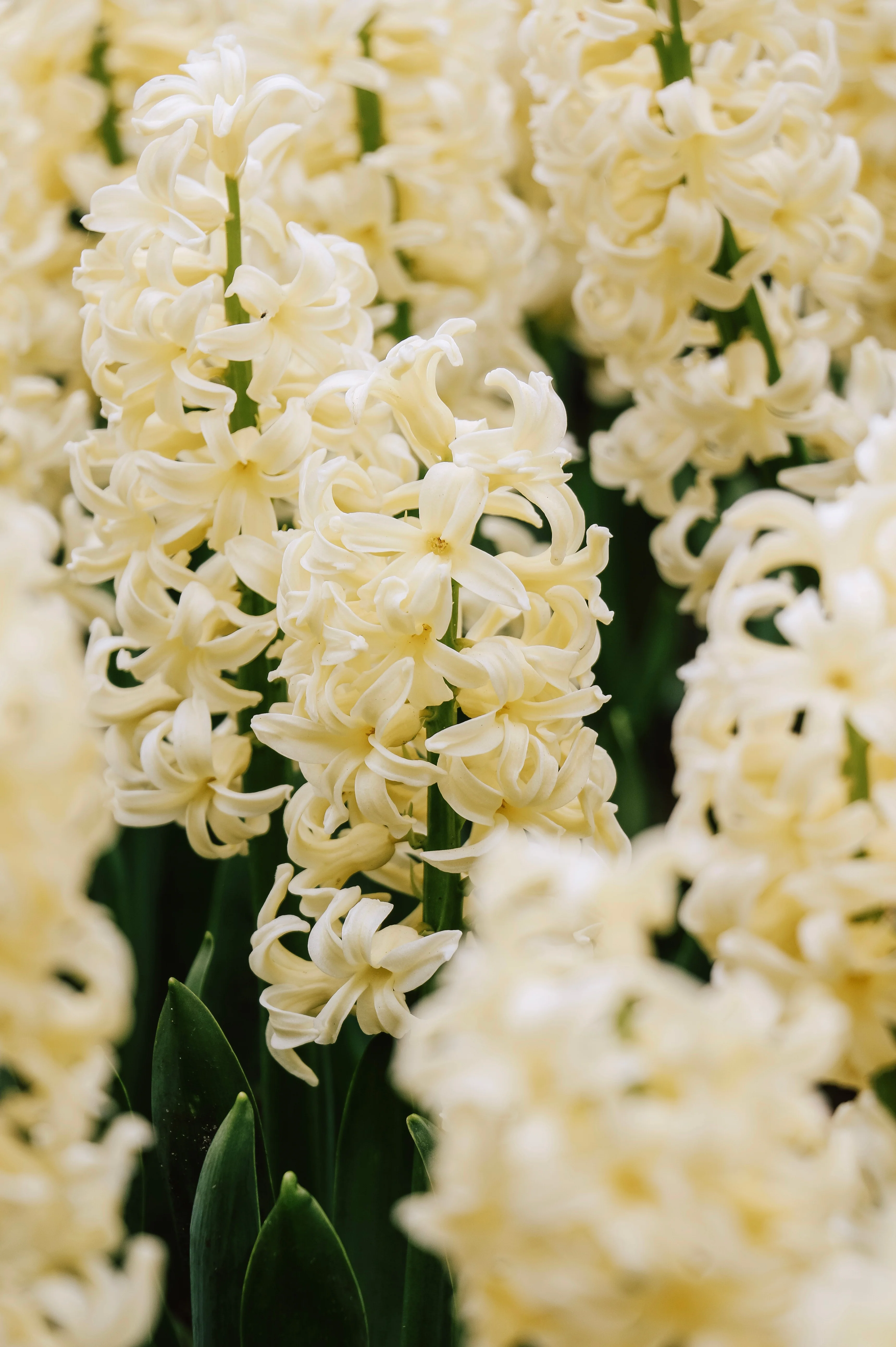 Hyacinthus orientalis 'Gipsy Princess'