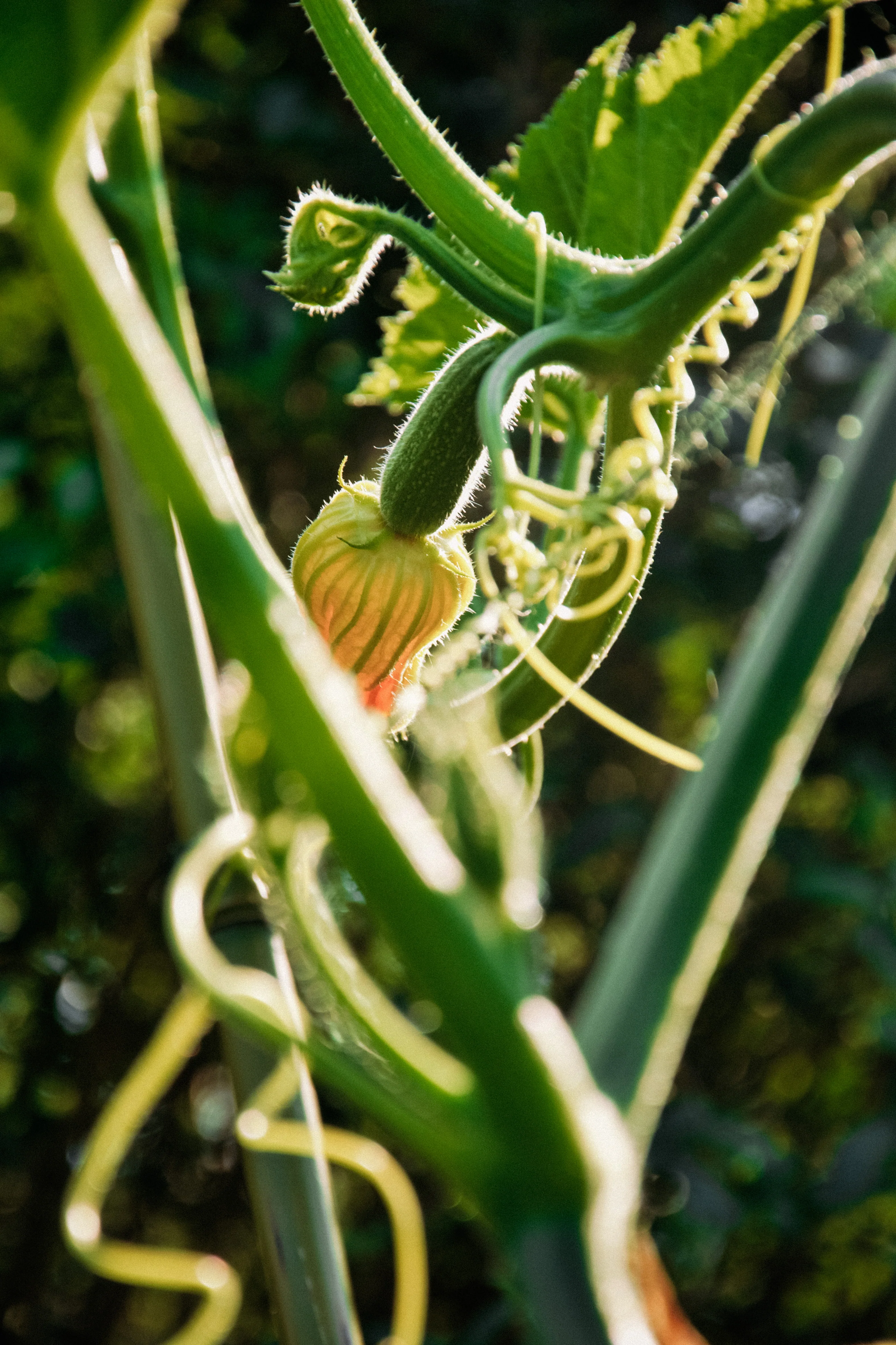 Klimcourgette 'Ola Escaladora'