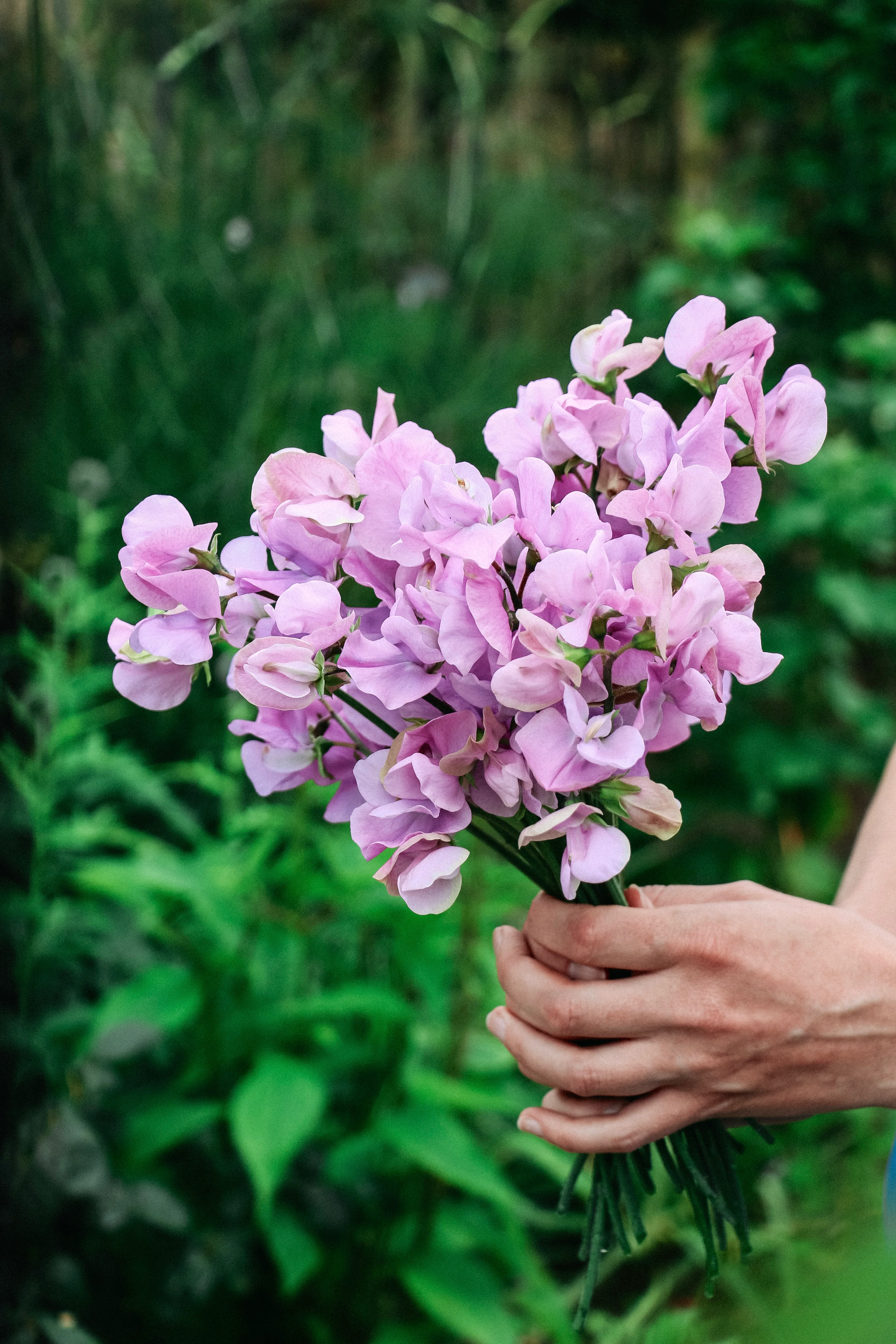 Lathyrus odoratus 'Elegance Lavender' - Image 3