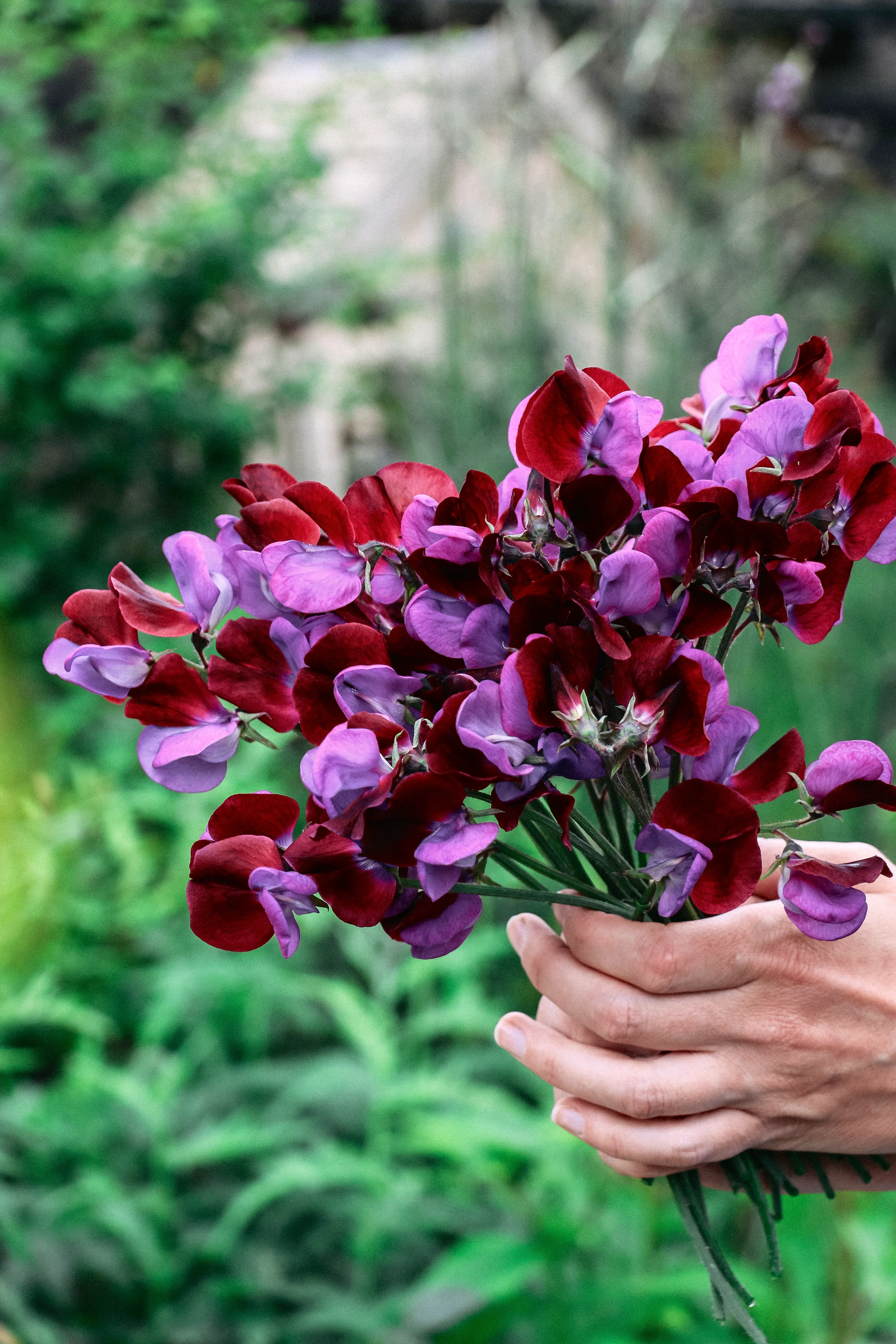 Lathyrus odoratus 'Grandiflora Matucana'