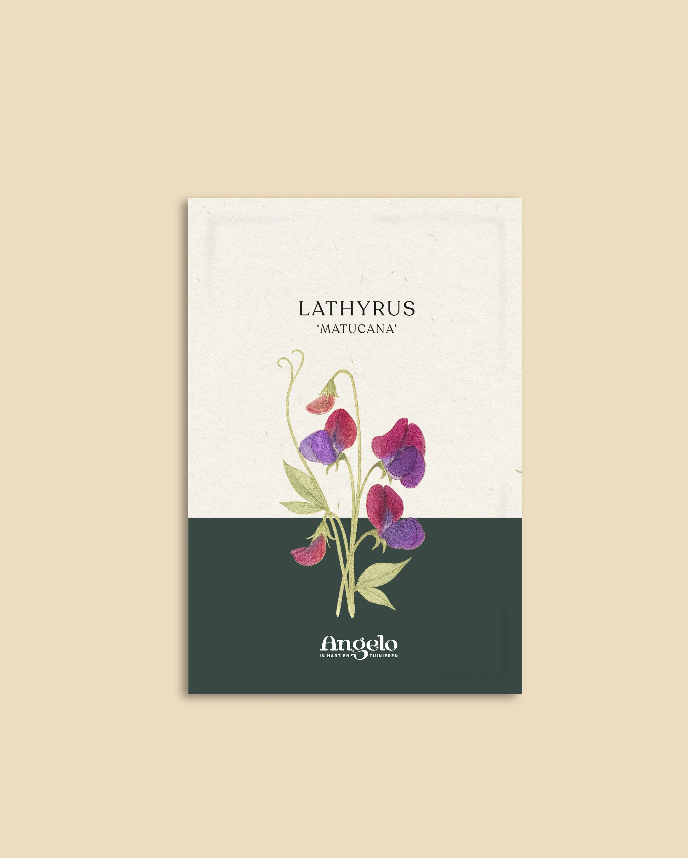 Lathyrus odoratus 'Grandiflora Matucana' - Image 2