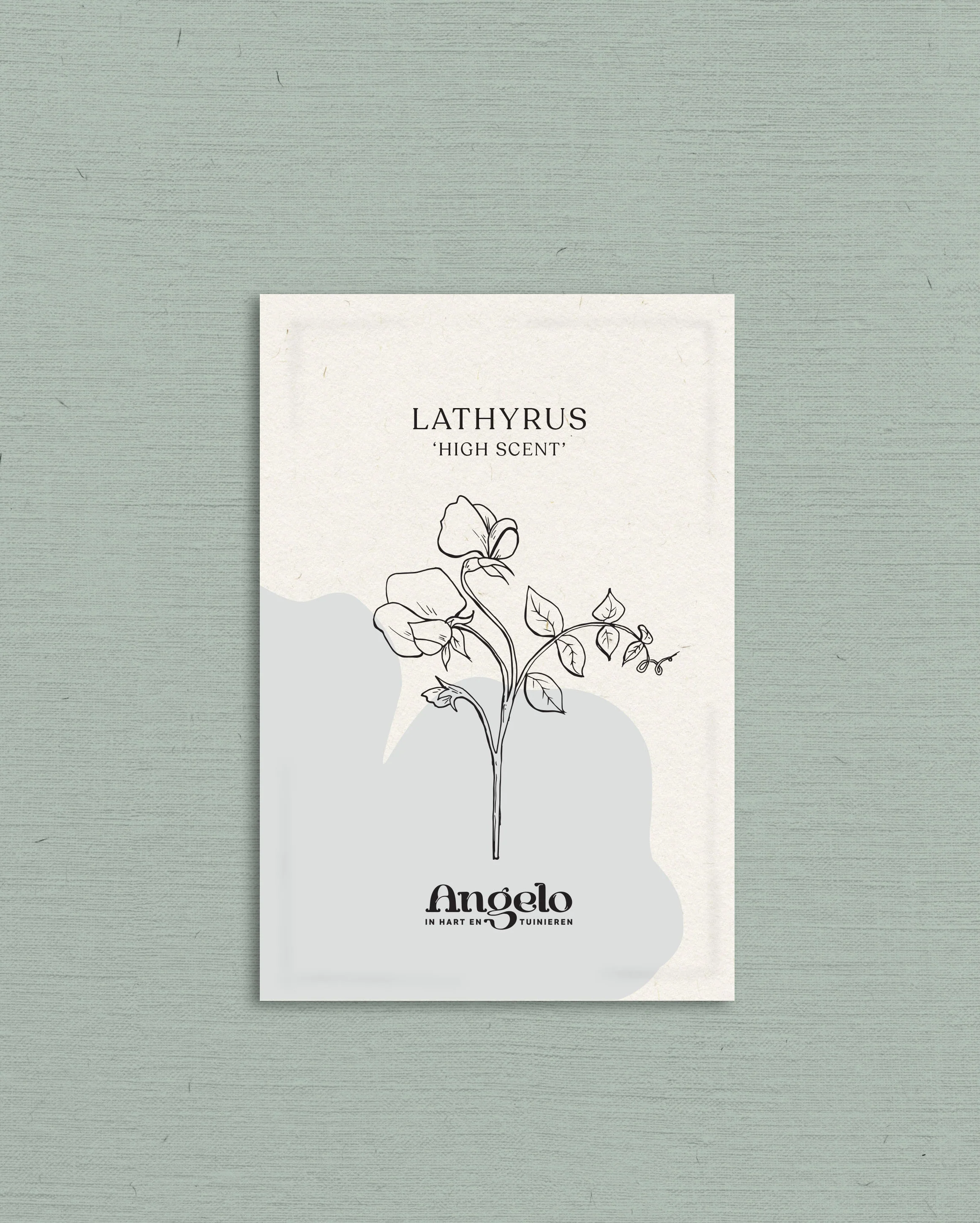 Lathyrus odoratus 'High Scent' - Image 2
