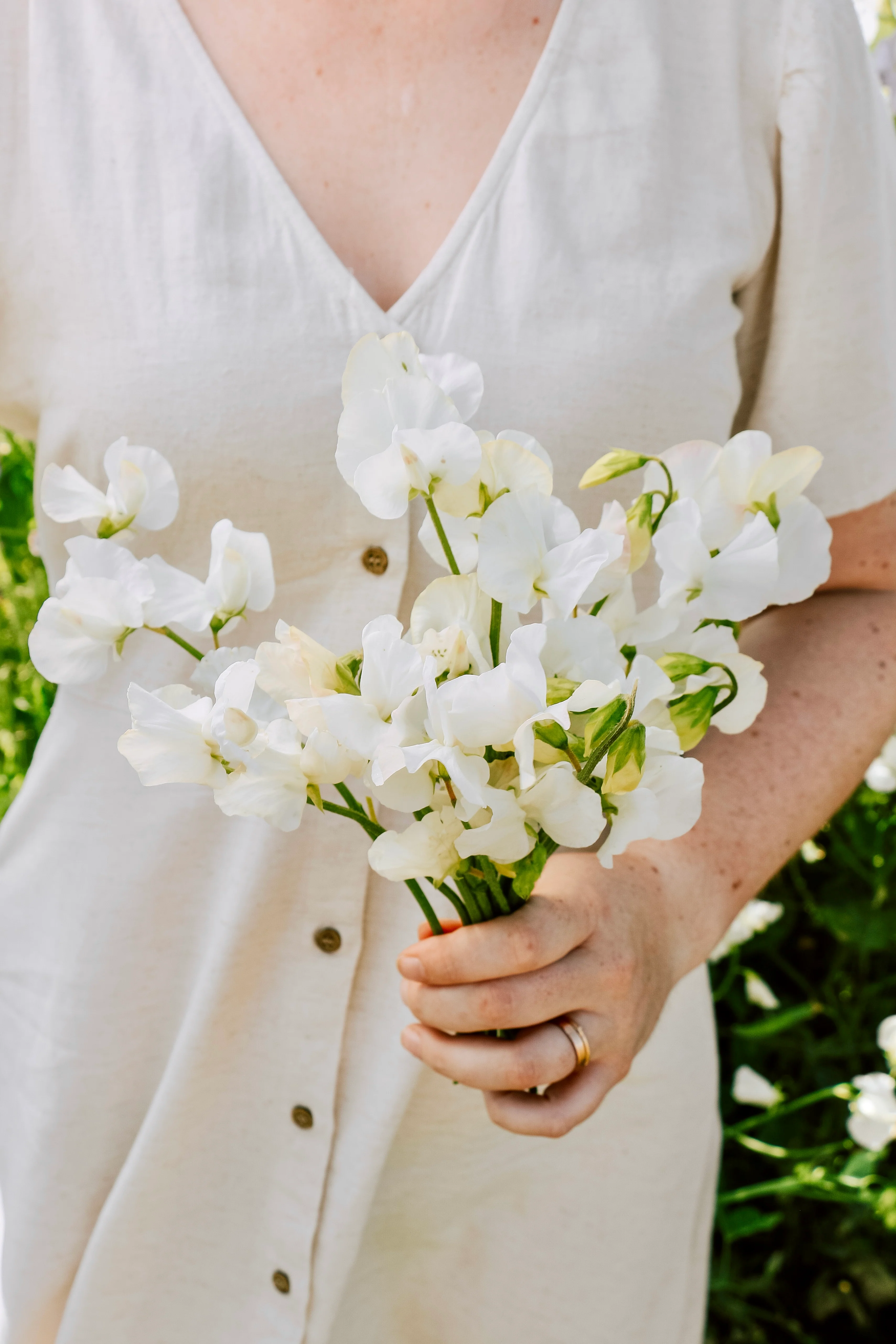 Lathyrus odoratus 'Ice Cream'