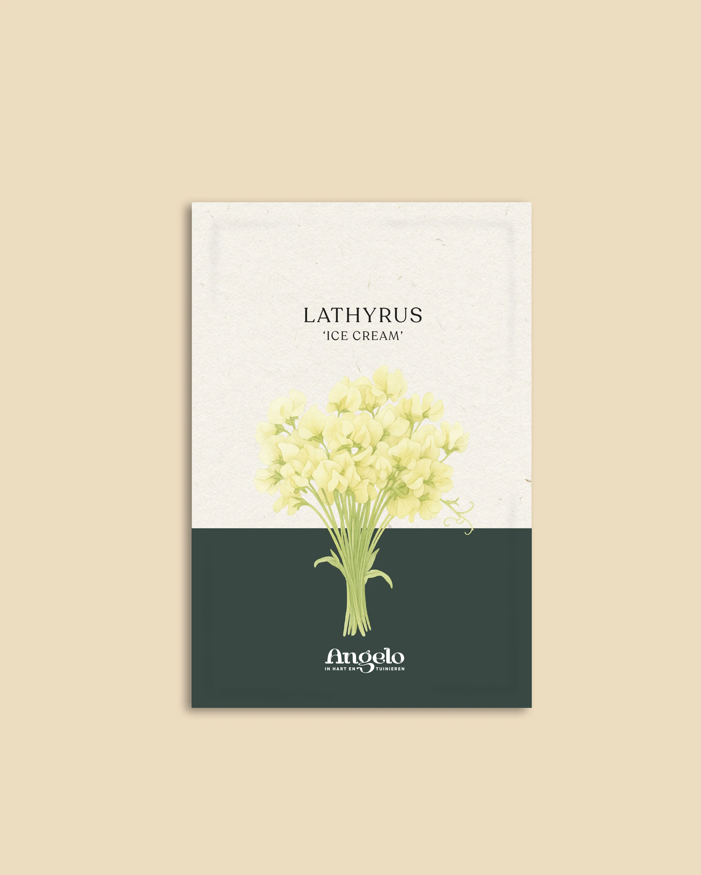 Lathyrus odoratus 'Ice Cream' - Image 2