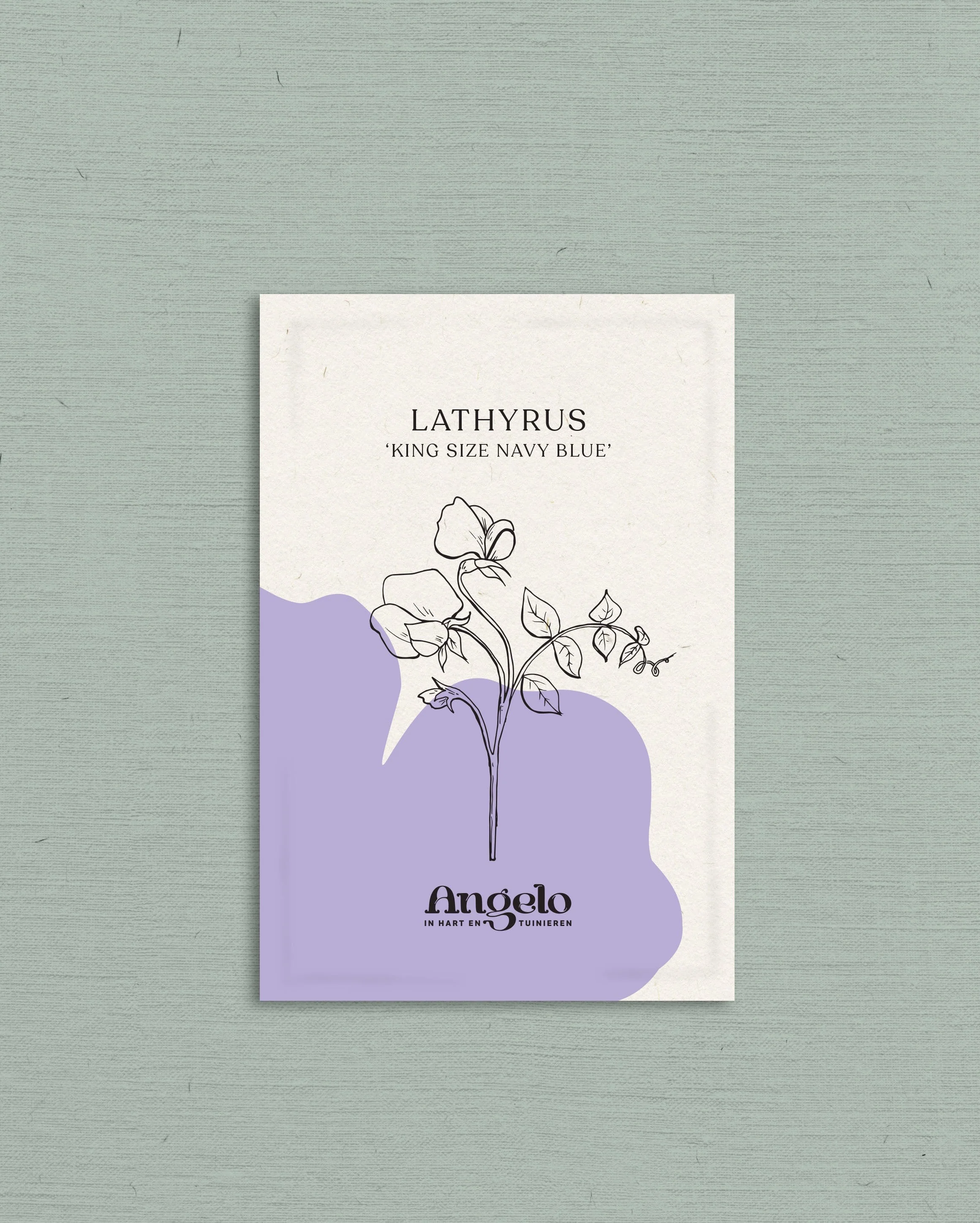 Lathyrus odoratus 'King Size Navy Blue' - Image 2