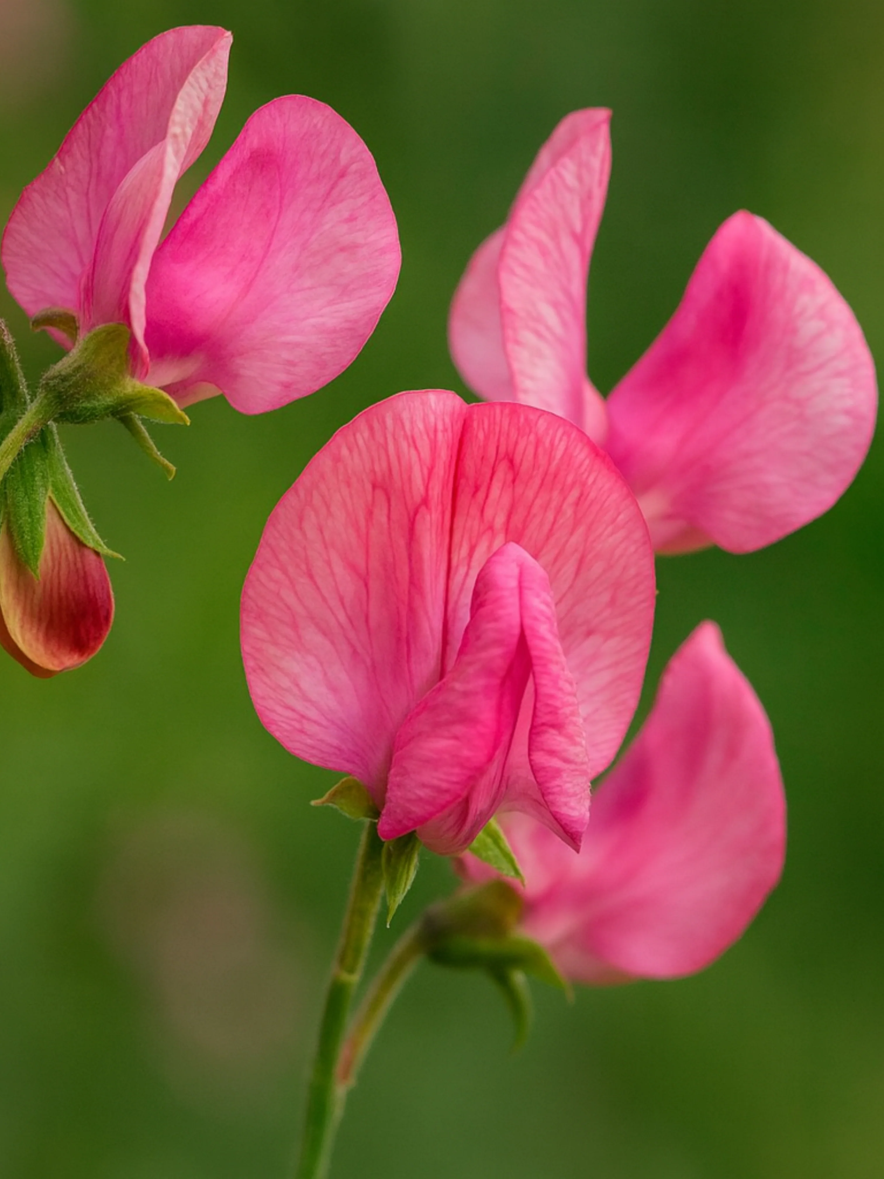 Lathyrus odoratus 'Miss Willmot'