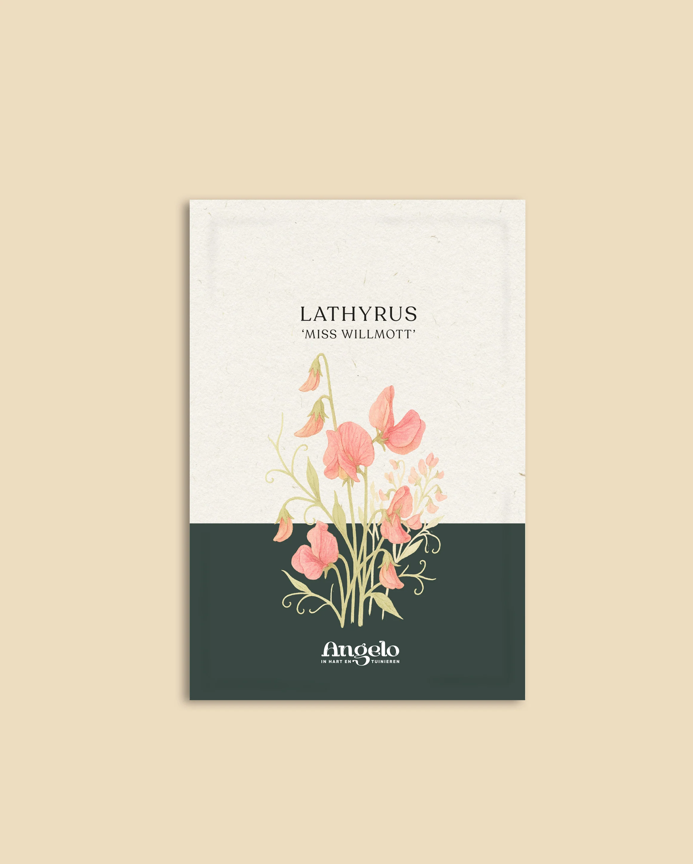 Lathyrus odoratus 'Miss Willmot' - Image 2