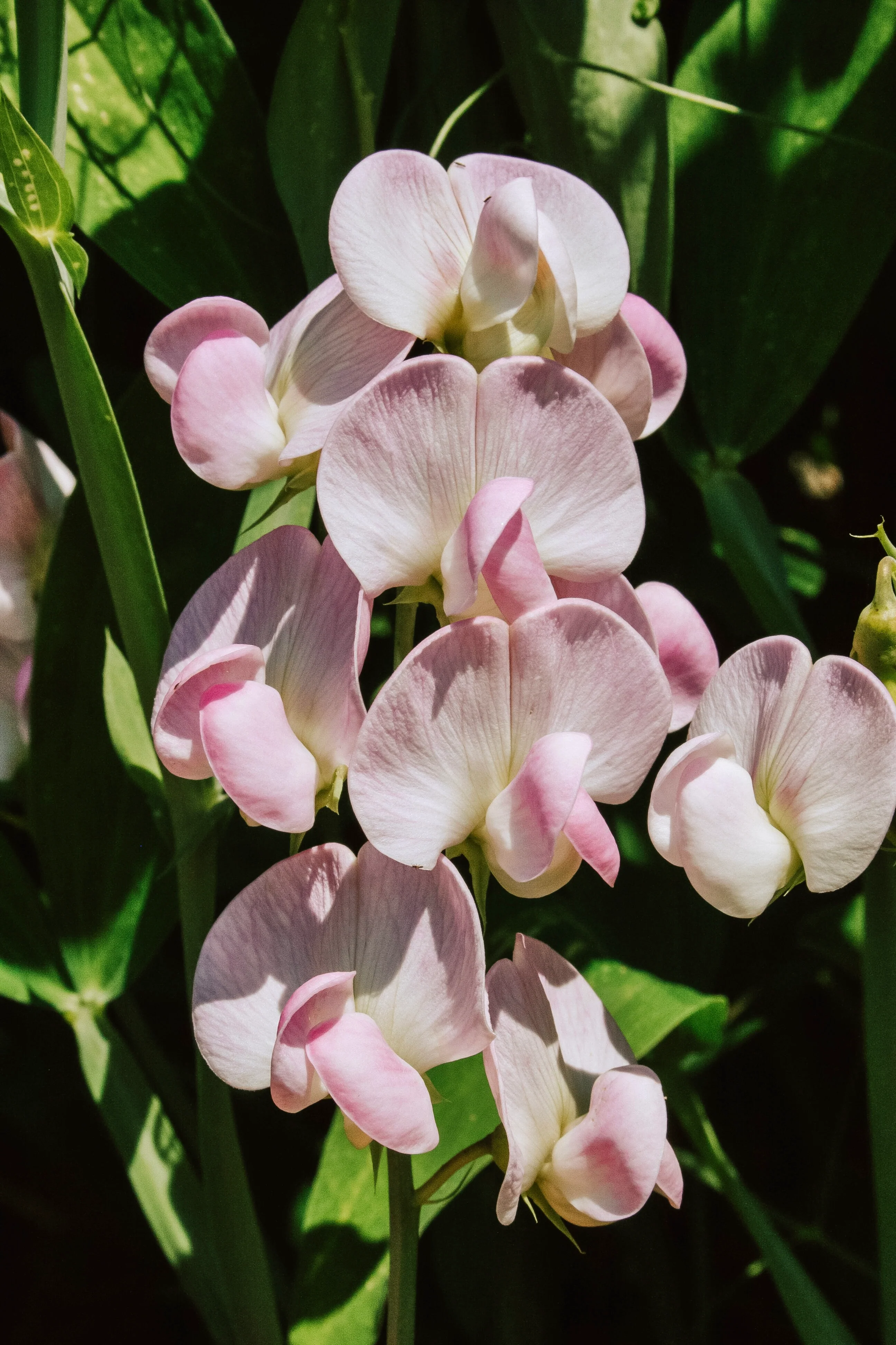 Lathyrus latifolius 'Pink Pearl'