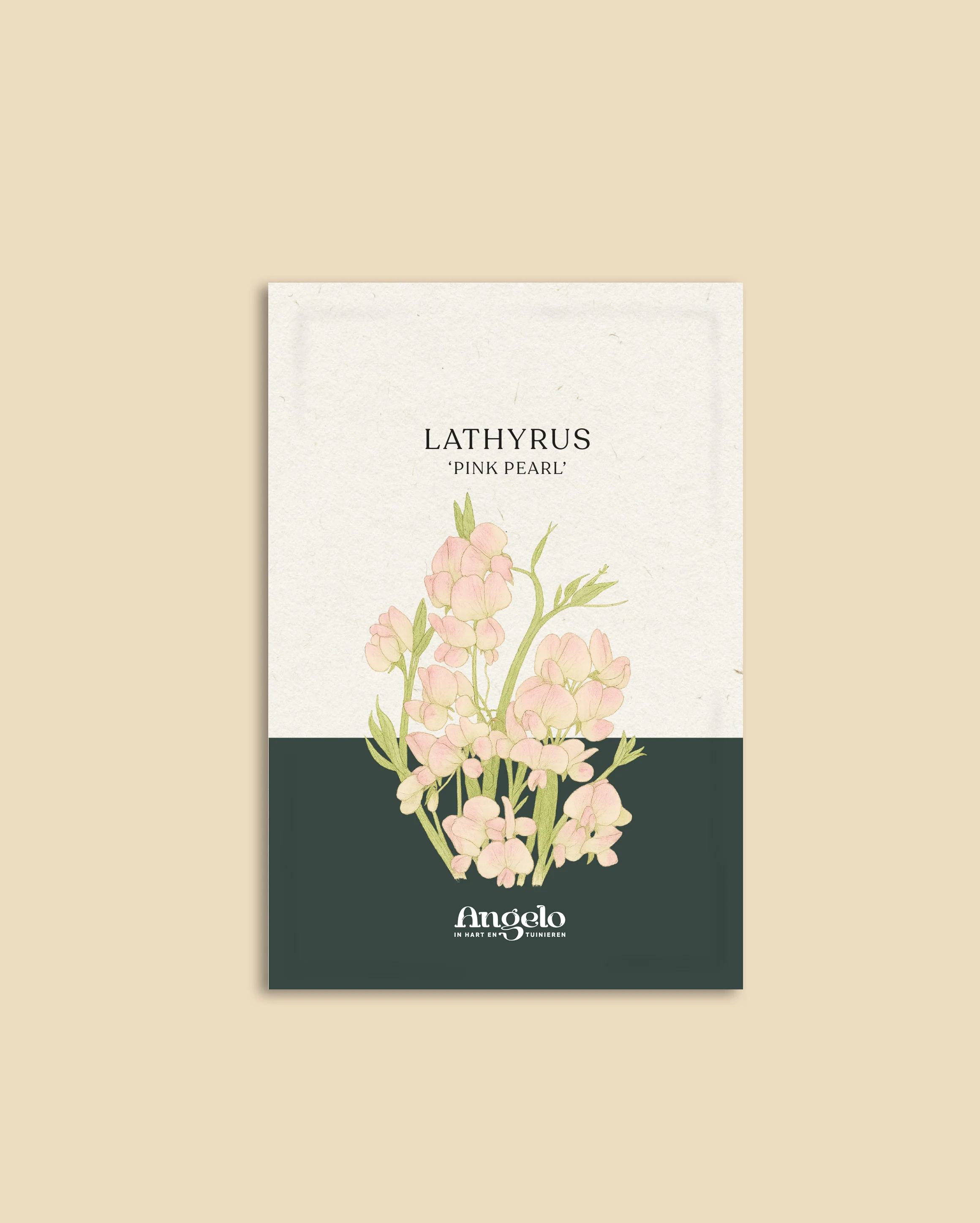 Lathyrus latifolius 'Pink Pearl' - Image 2