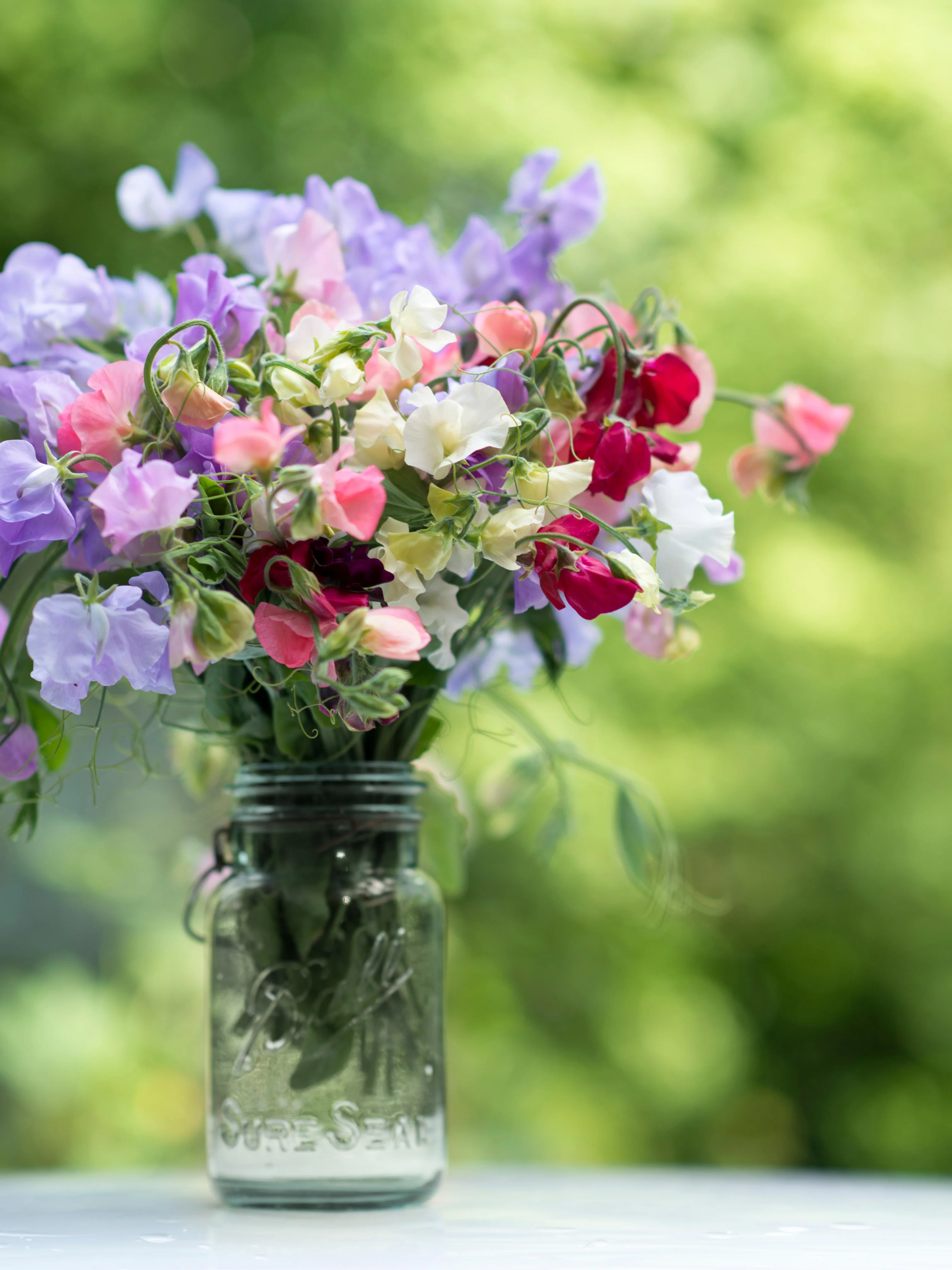 Lathyrus odoratus 'Spencer Mix'