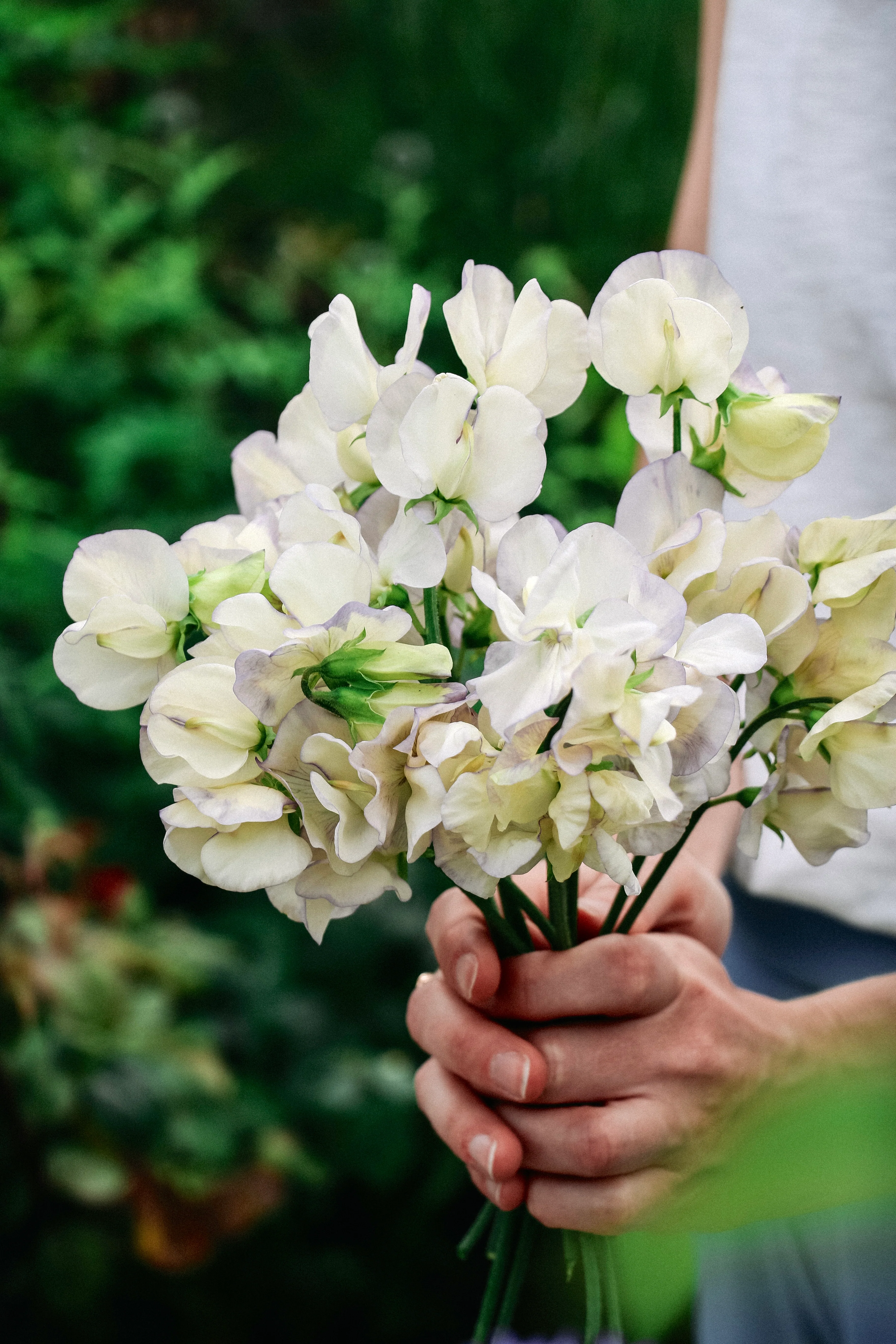 Lathyrus odoratus 'Spencer Old Times'