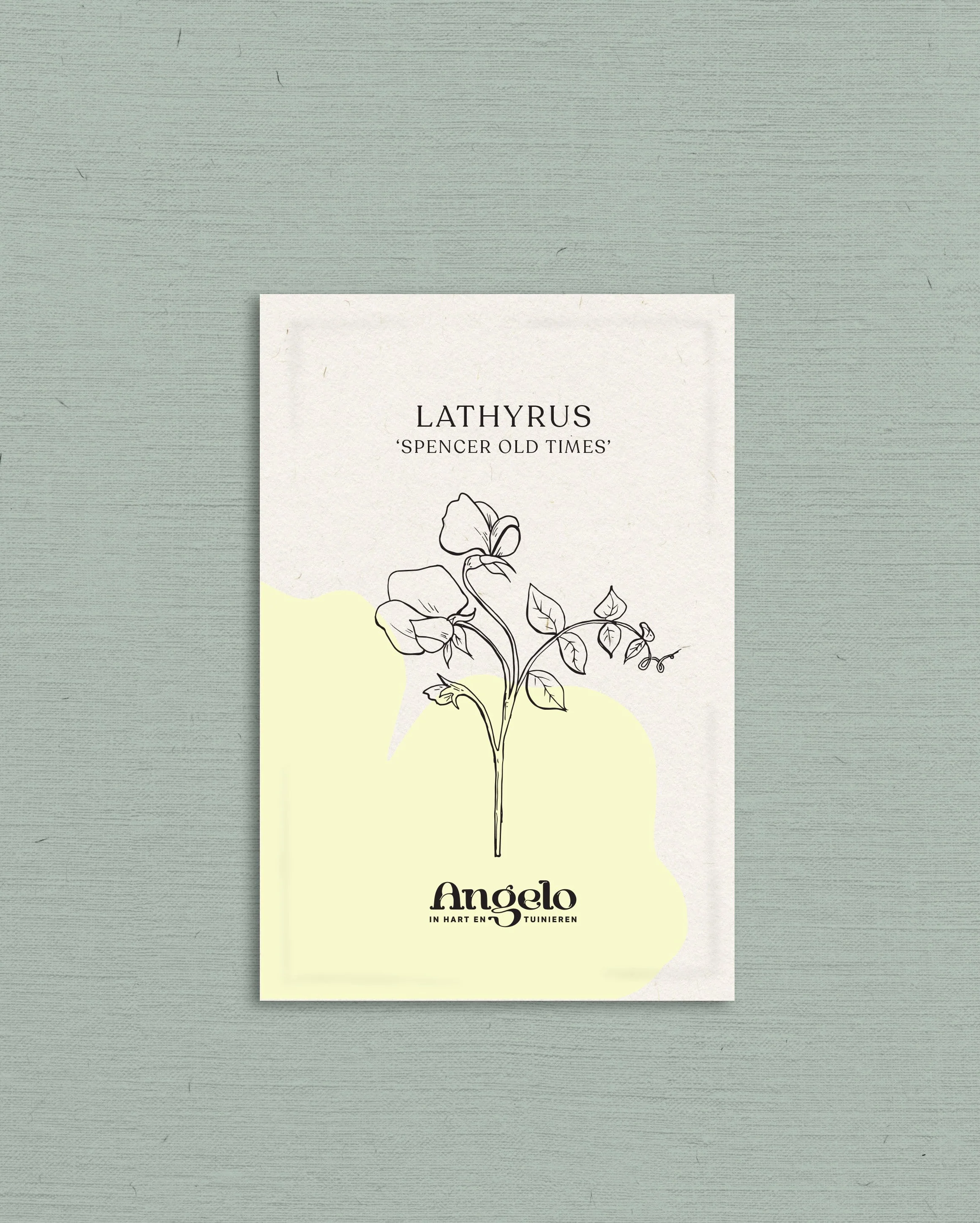 Lathyrus odoratus 'Spencer Old Times' - Image 2