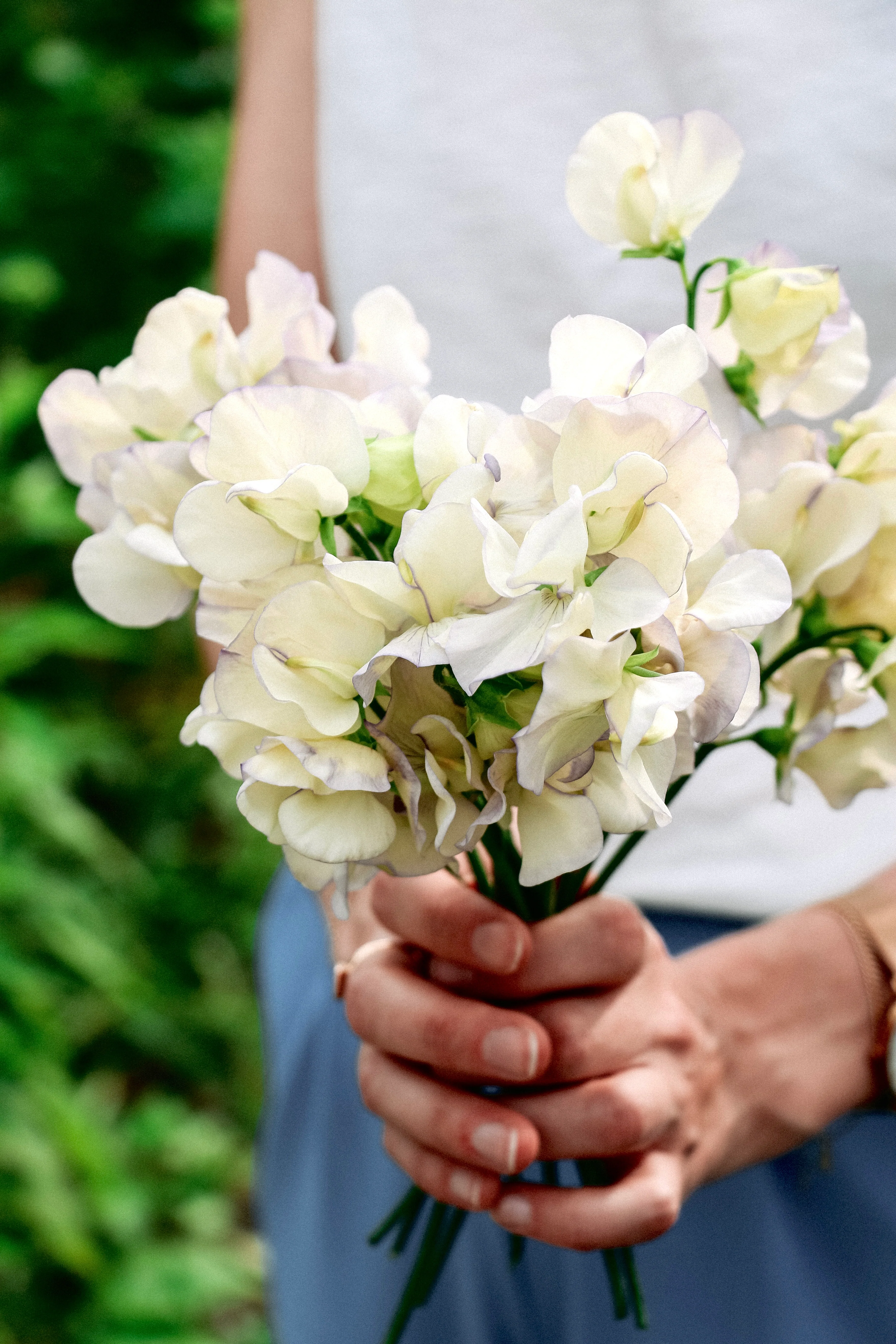 Lathyrus odoratus 'Spencer Old Times' - Image 3