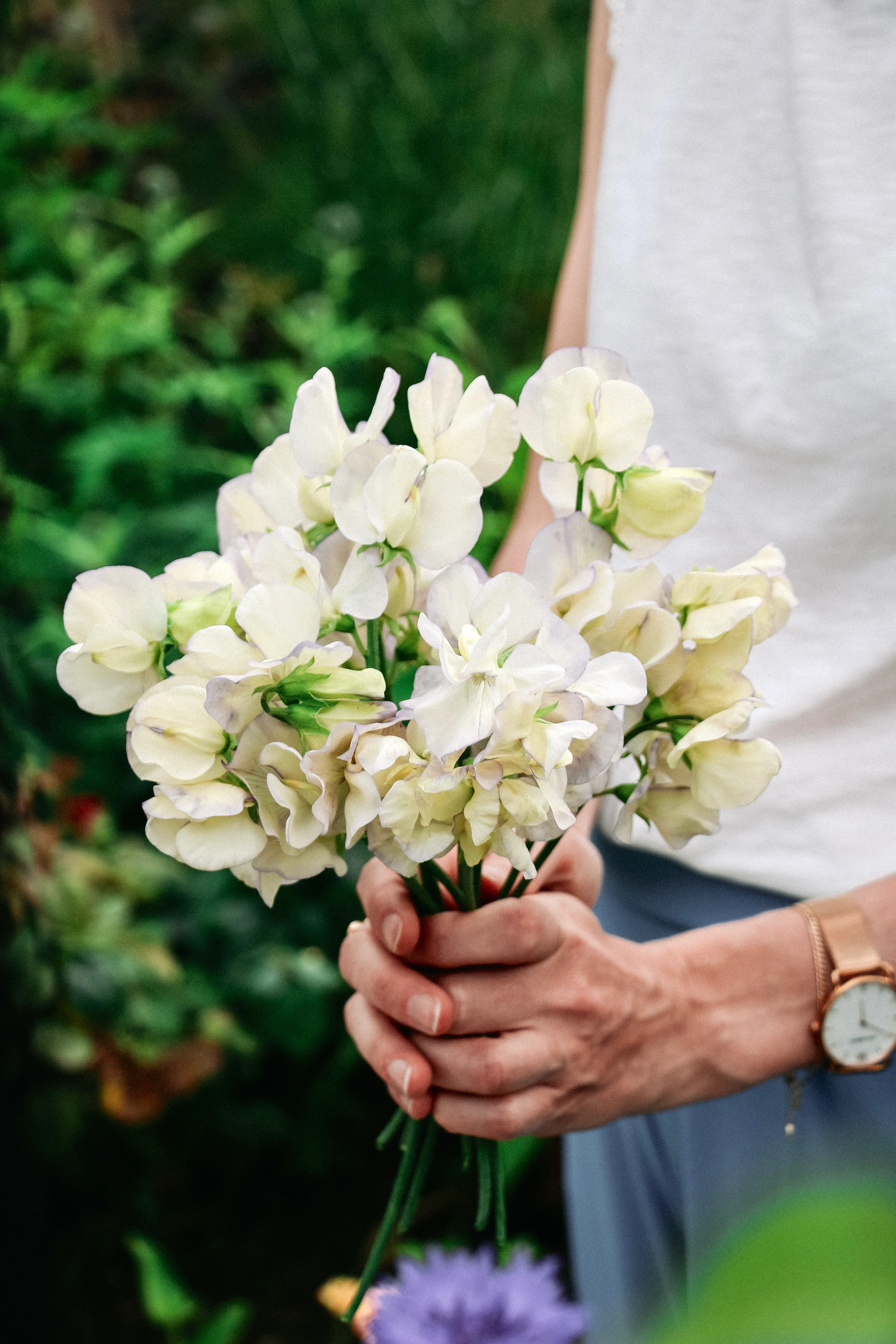 Lathyrus odoratus 'Spencer Old Times' - Image 4