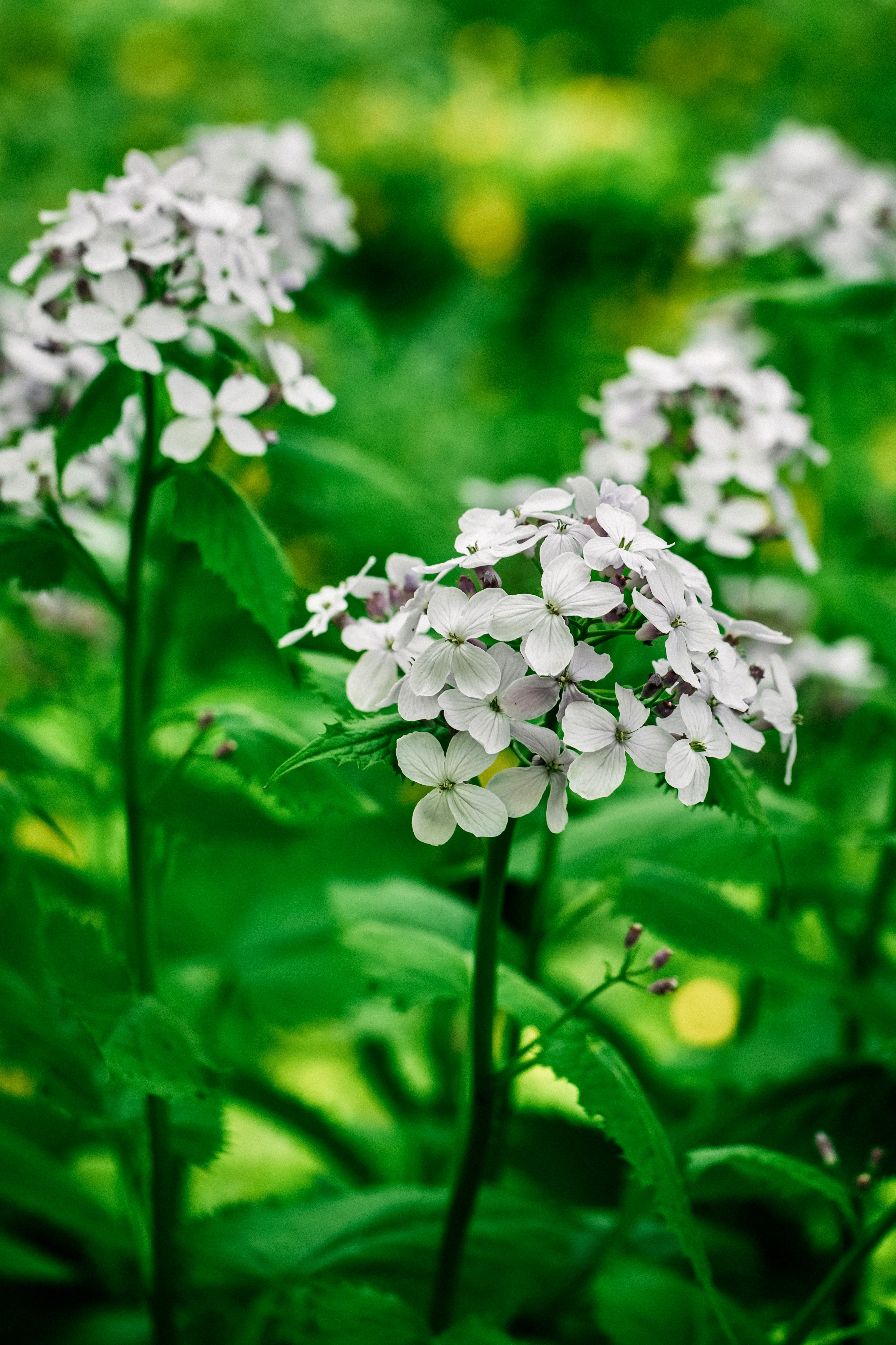 Lunaria annua (biennis) 'alba'