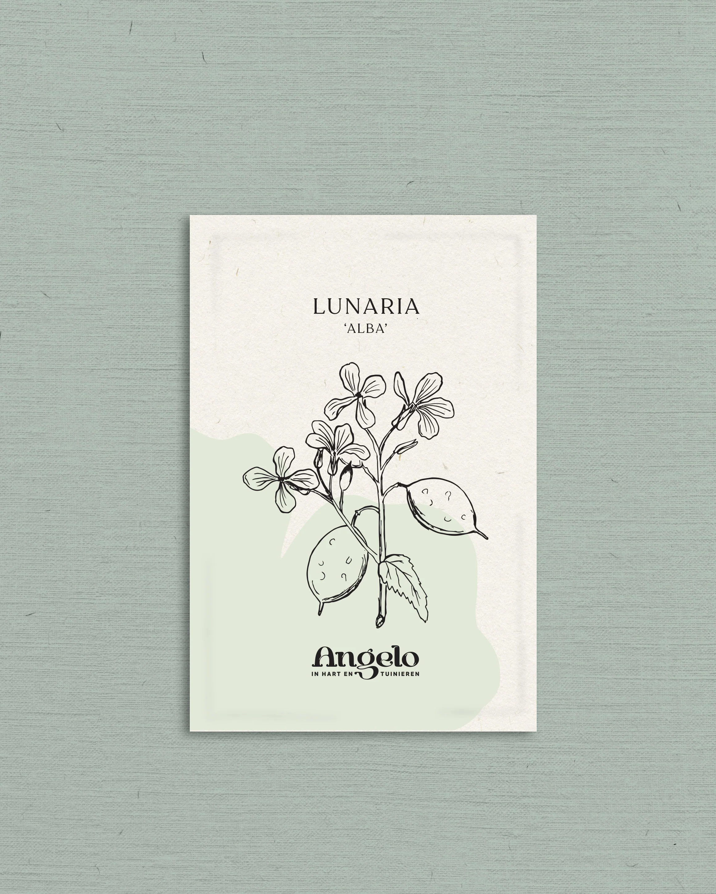 Lunaria annua (biennis) 'alba' - Image 2