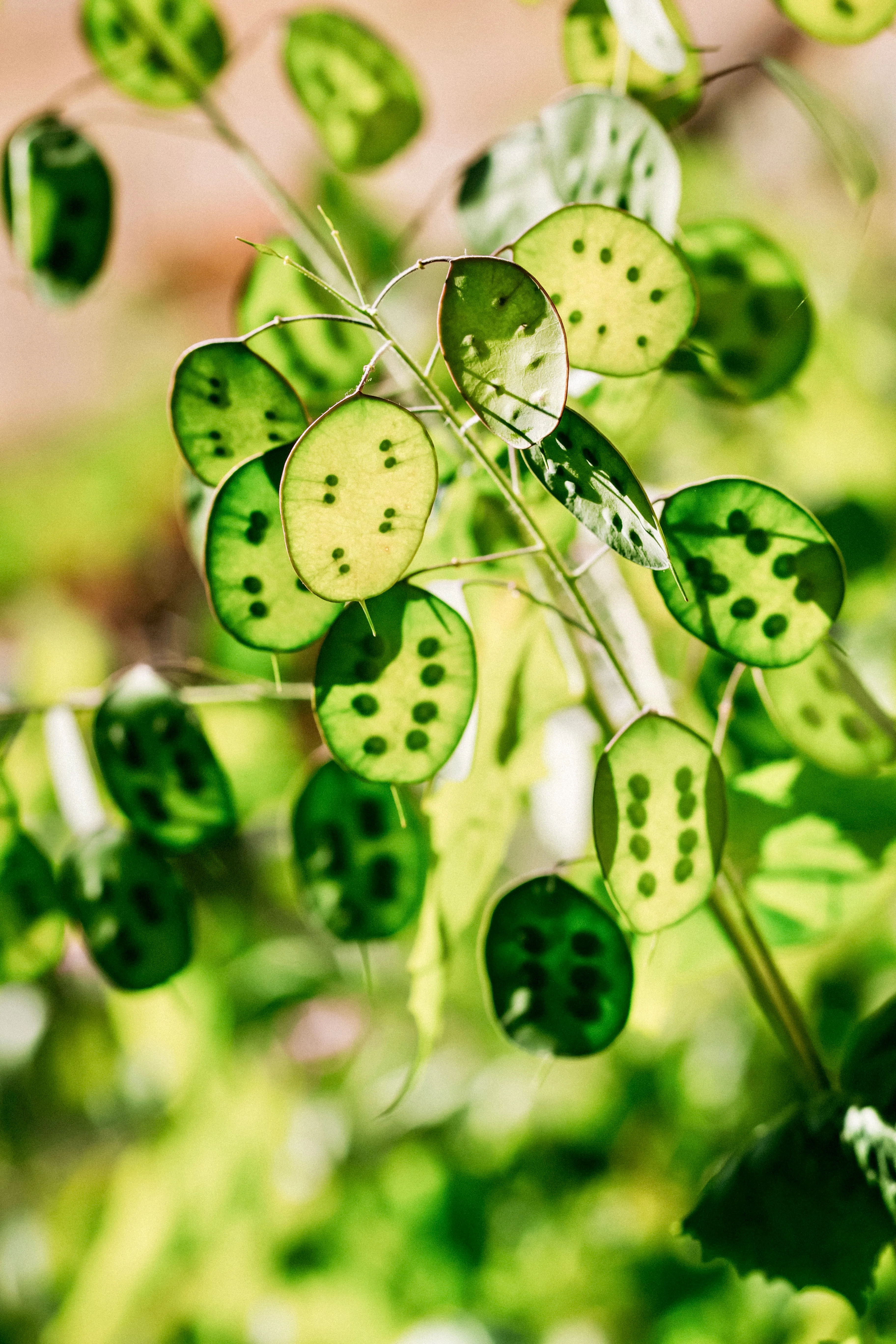 Lunaria annua (biennis) 'alba' - Image 3
