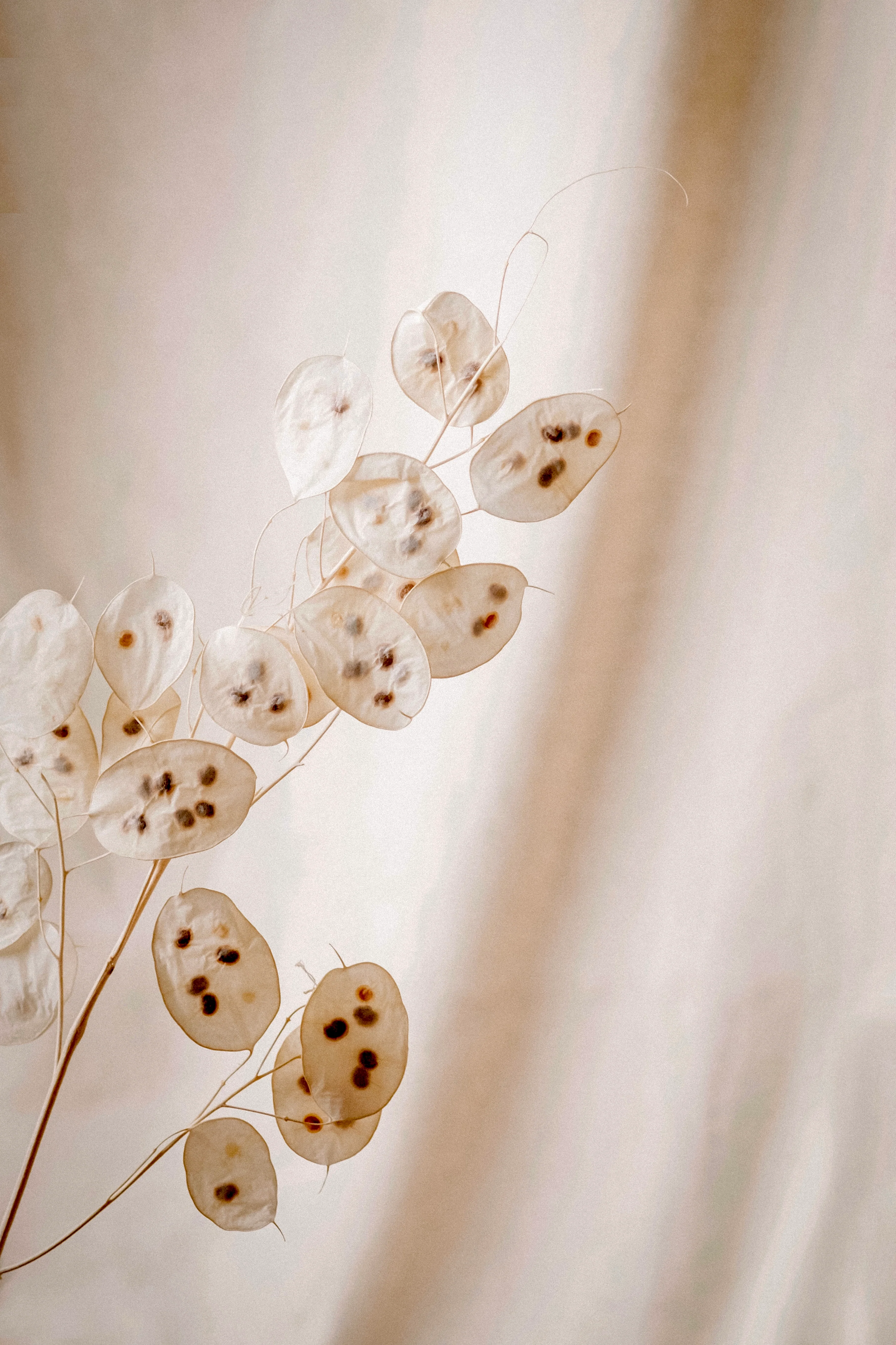 Lunaria annua (biennis) 'alba' - Image 4