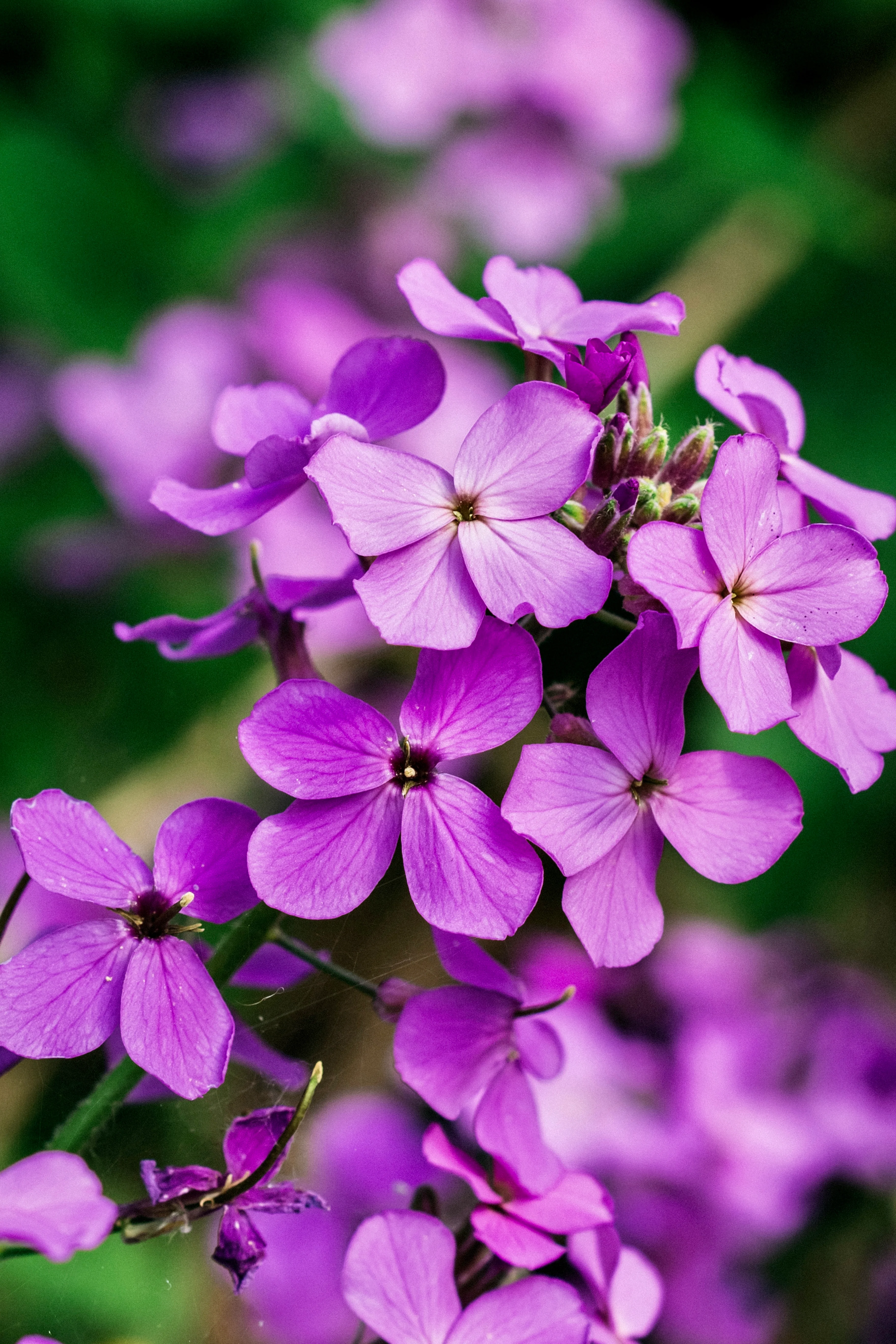 Lunaria annua (biennis) 'violet'