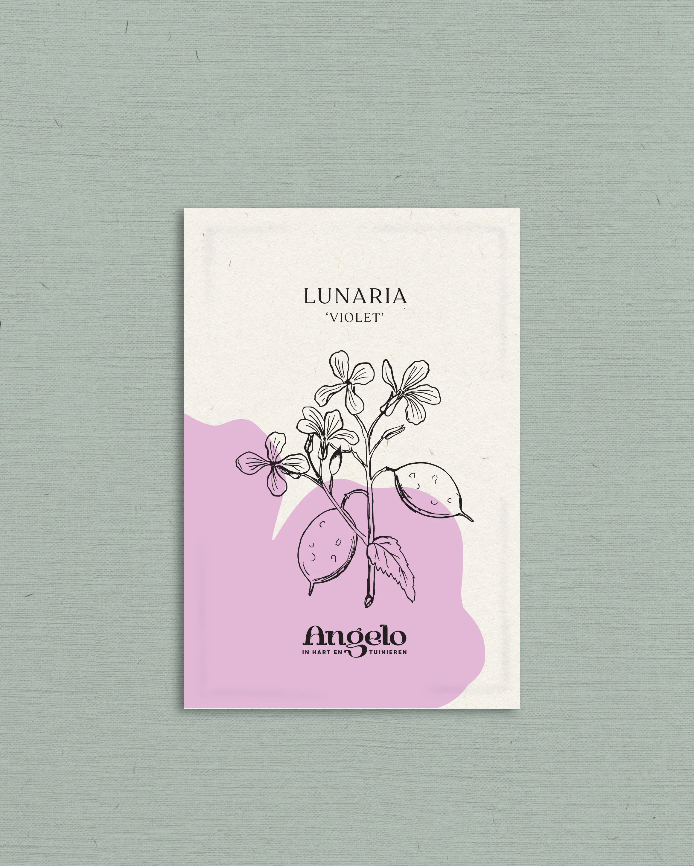 Lunaria annua (biennis) 'violet' - Image 2