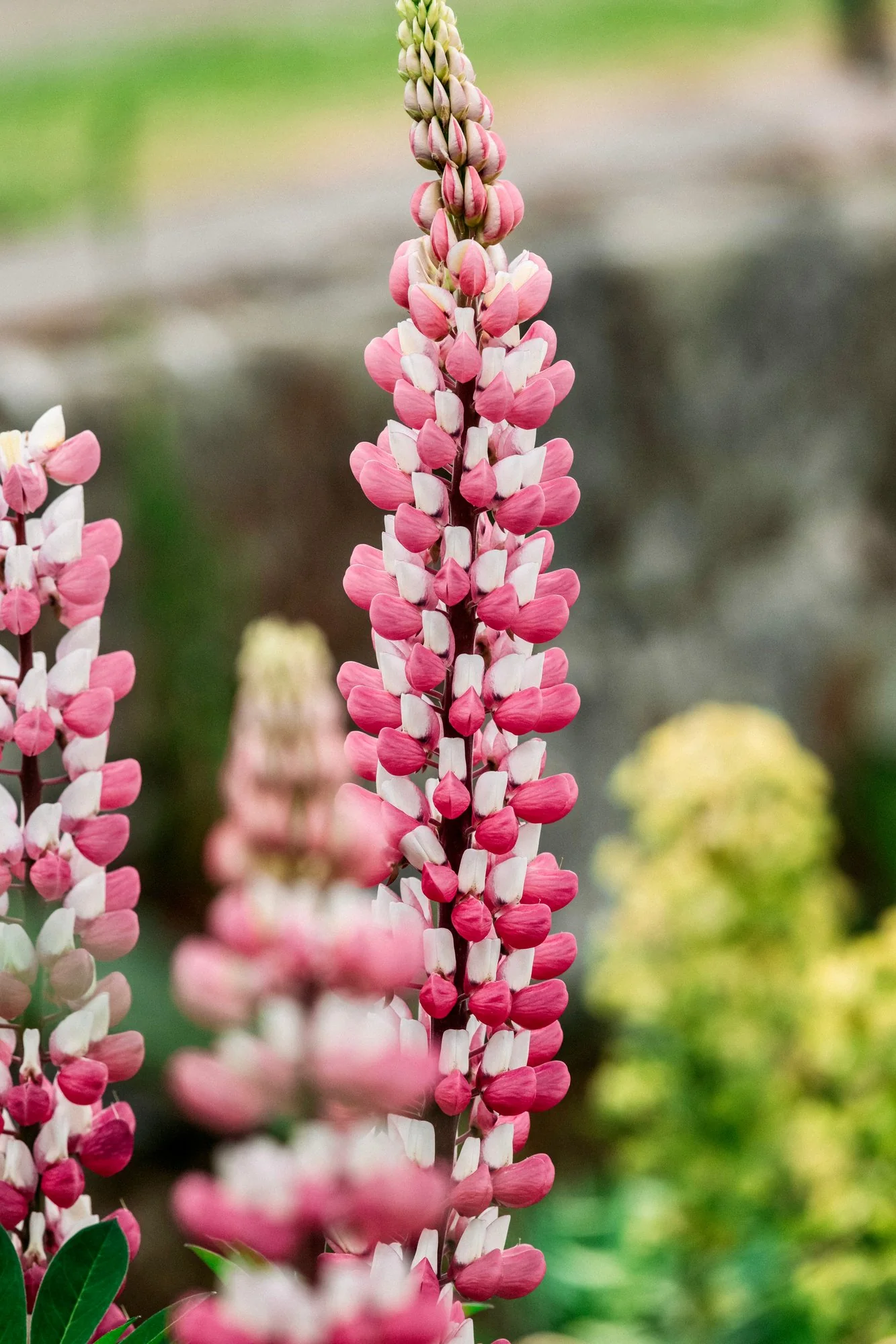 Lupinus polyphyllus 'russel the chateleine'