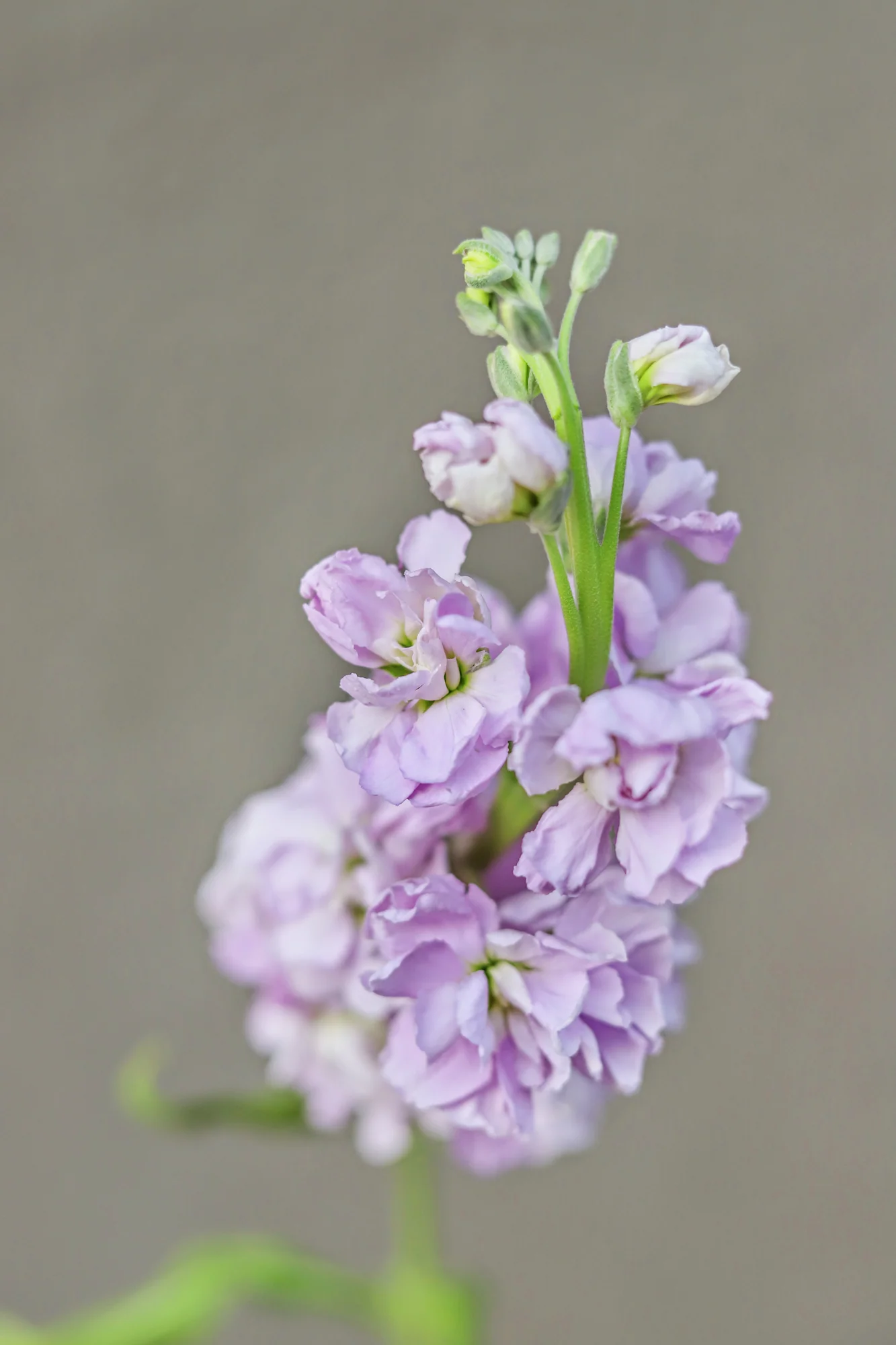 Matthiola incana 'Early Iron Marine'