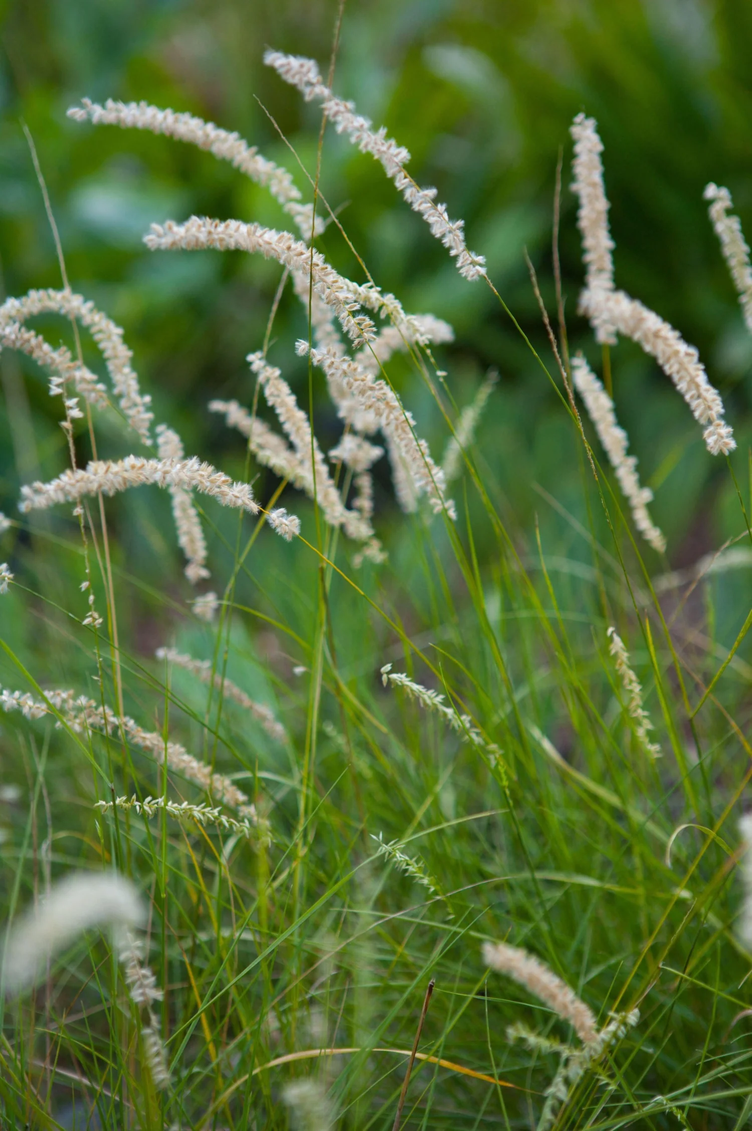 Melica ciliata