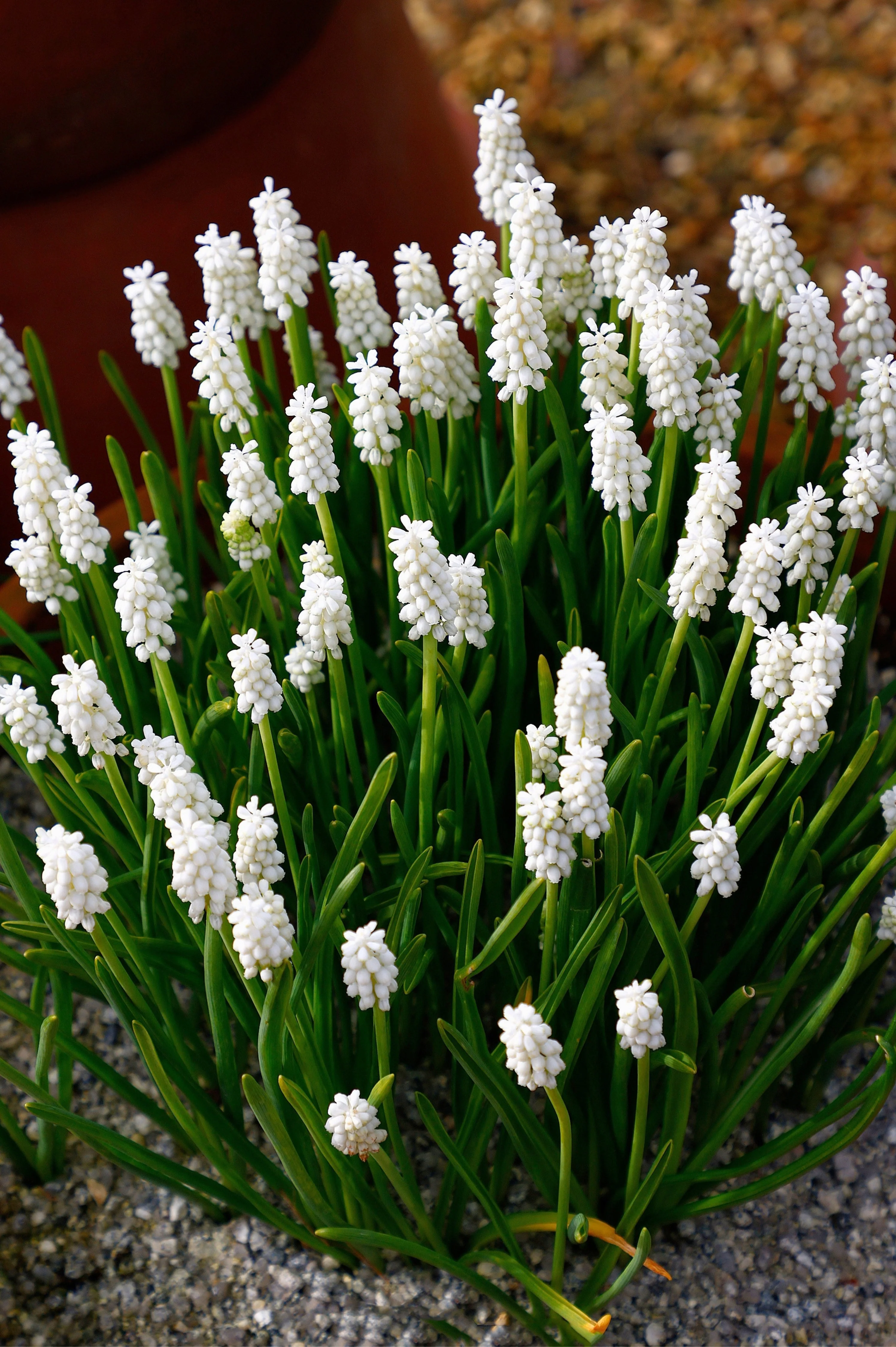 Muscari armeniacum 'Casablanca' BIO