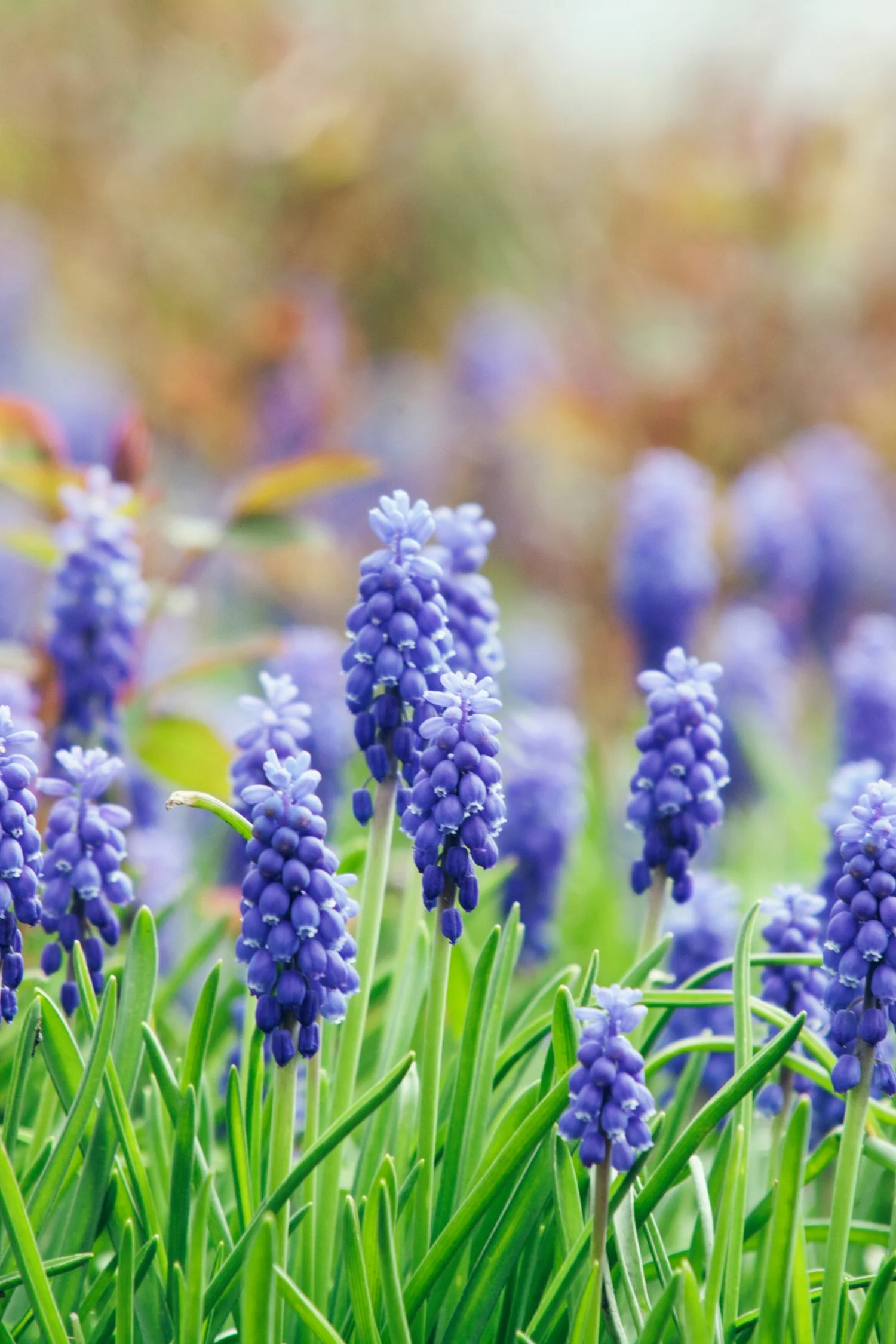 Muscari 'Joyce Spirit' BIO