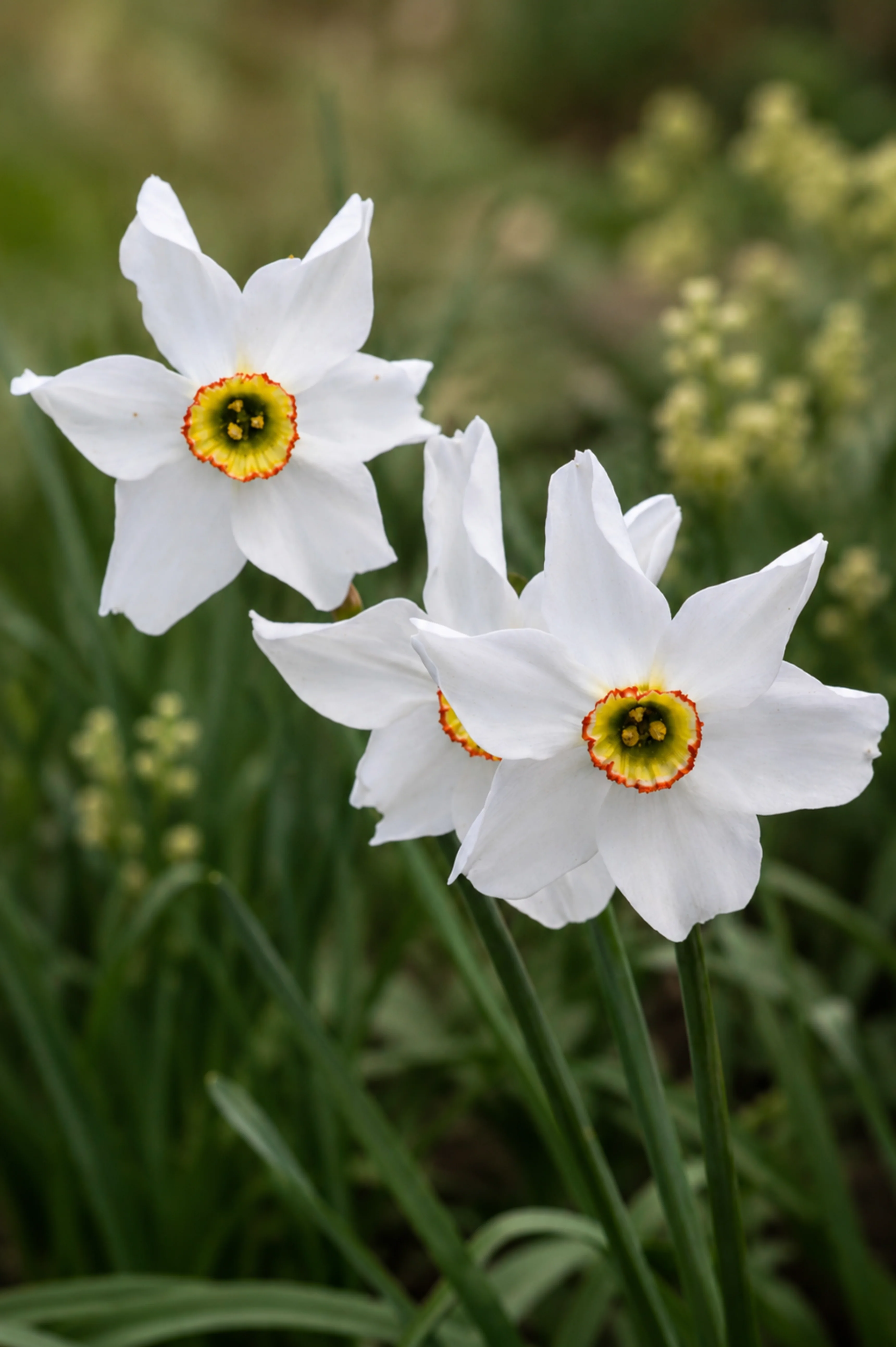 Narcis poeticus BIO