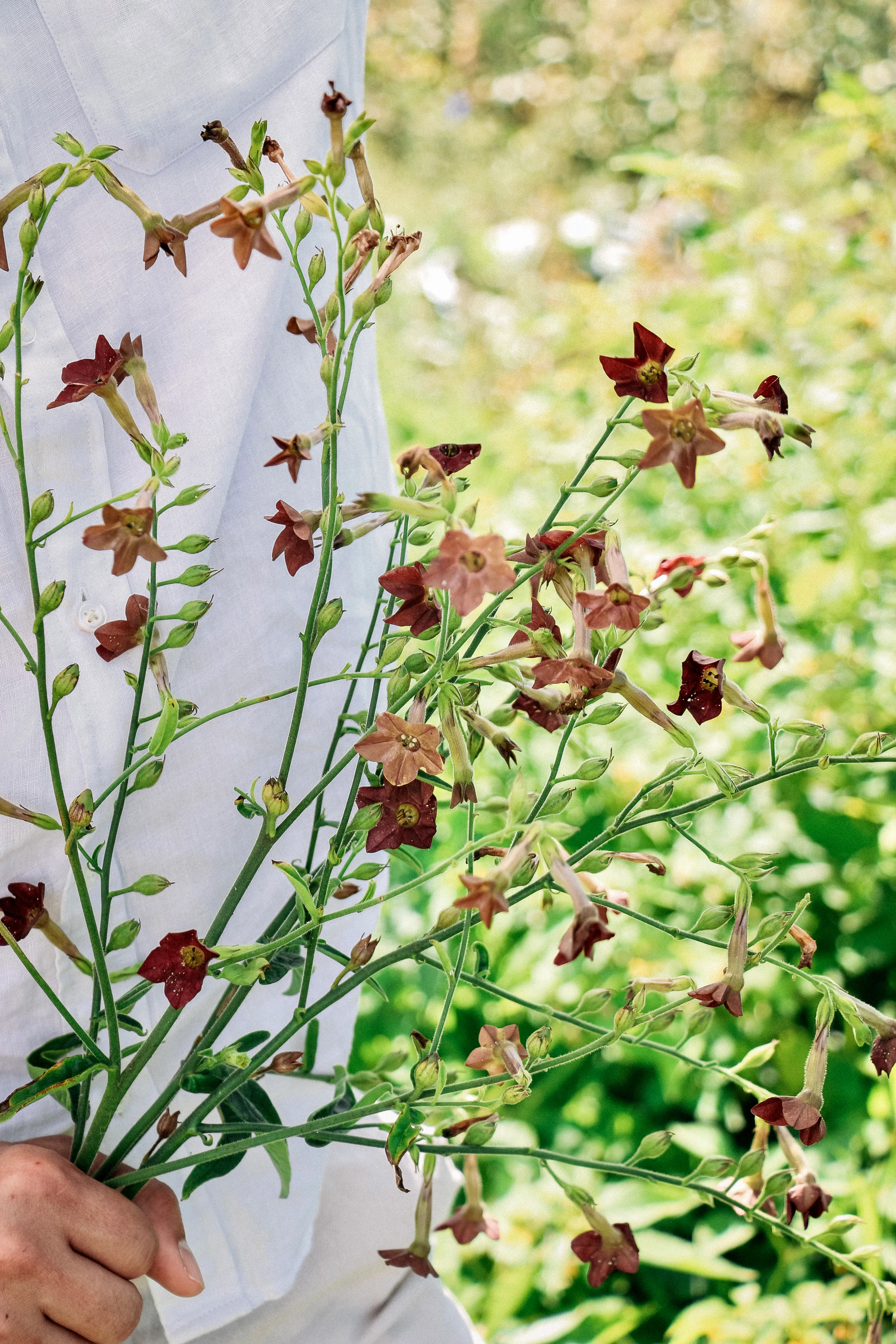 Nicotiana langsdorfii 'Bronze Queen'