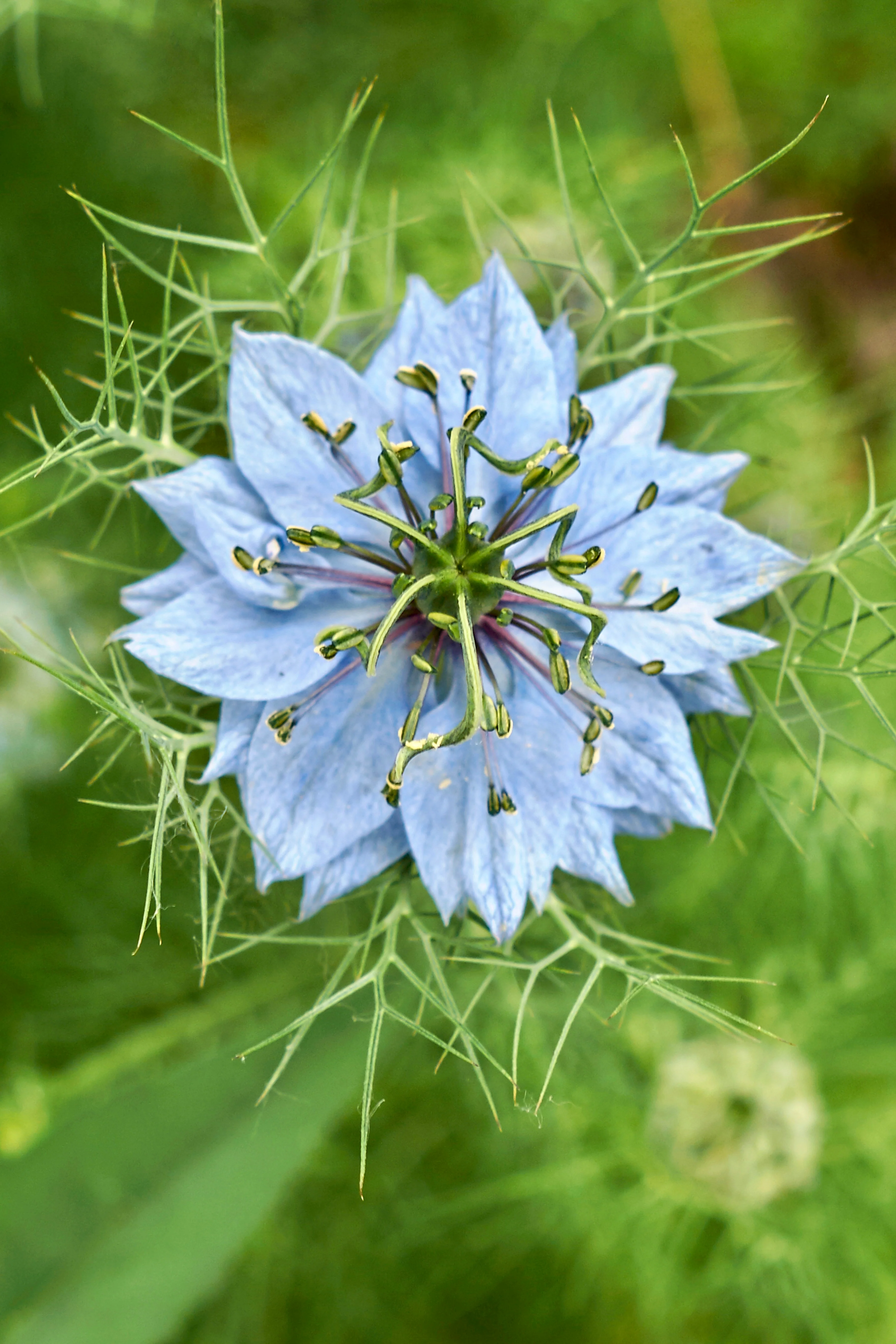 Nigella damascena 'miss jekyll skyblue'