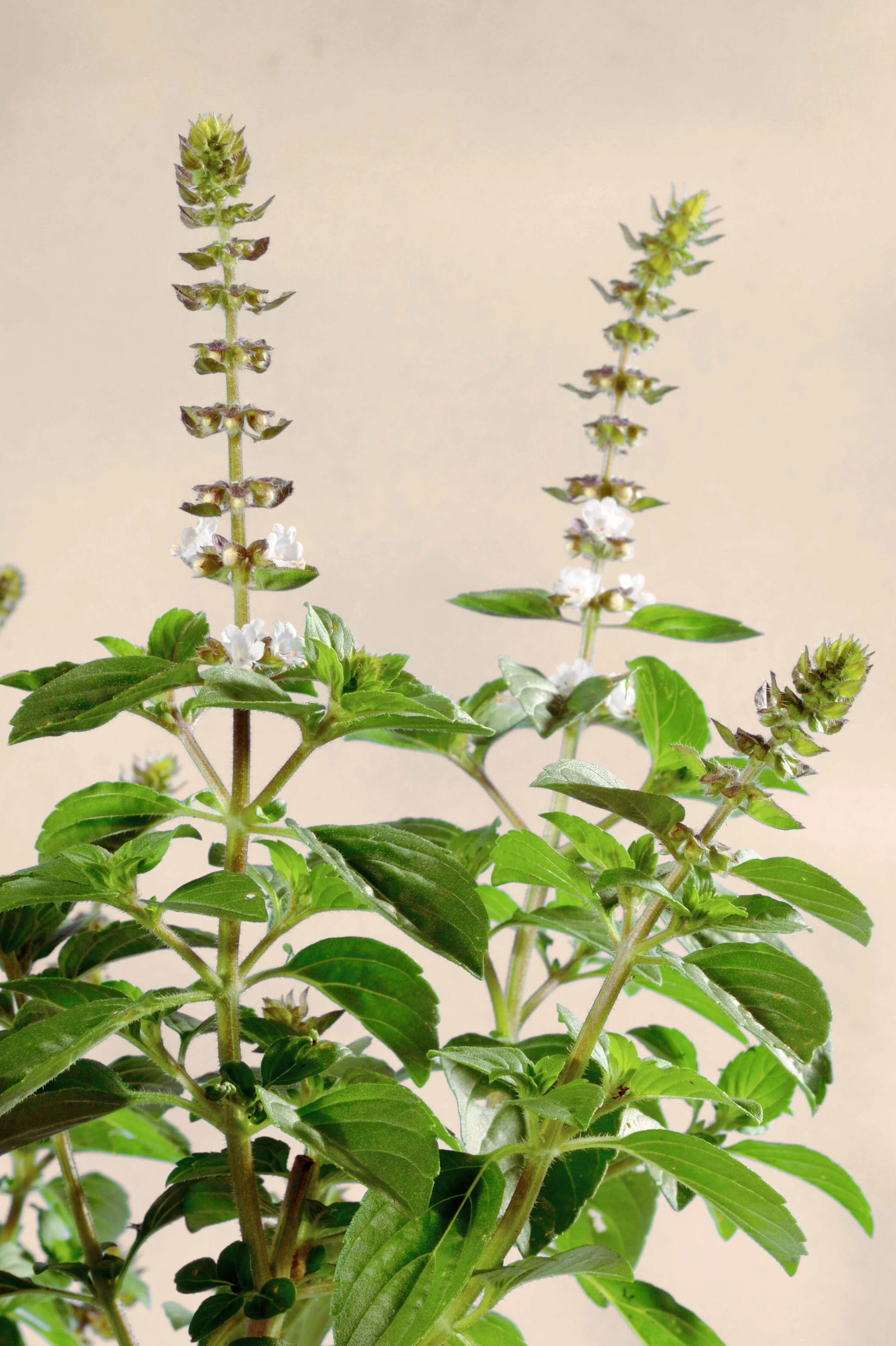 Witte stekbasilicum