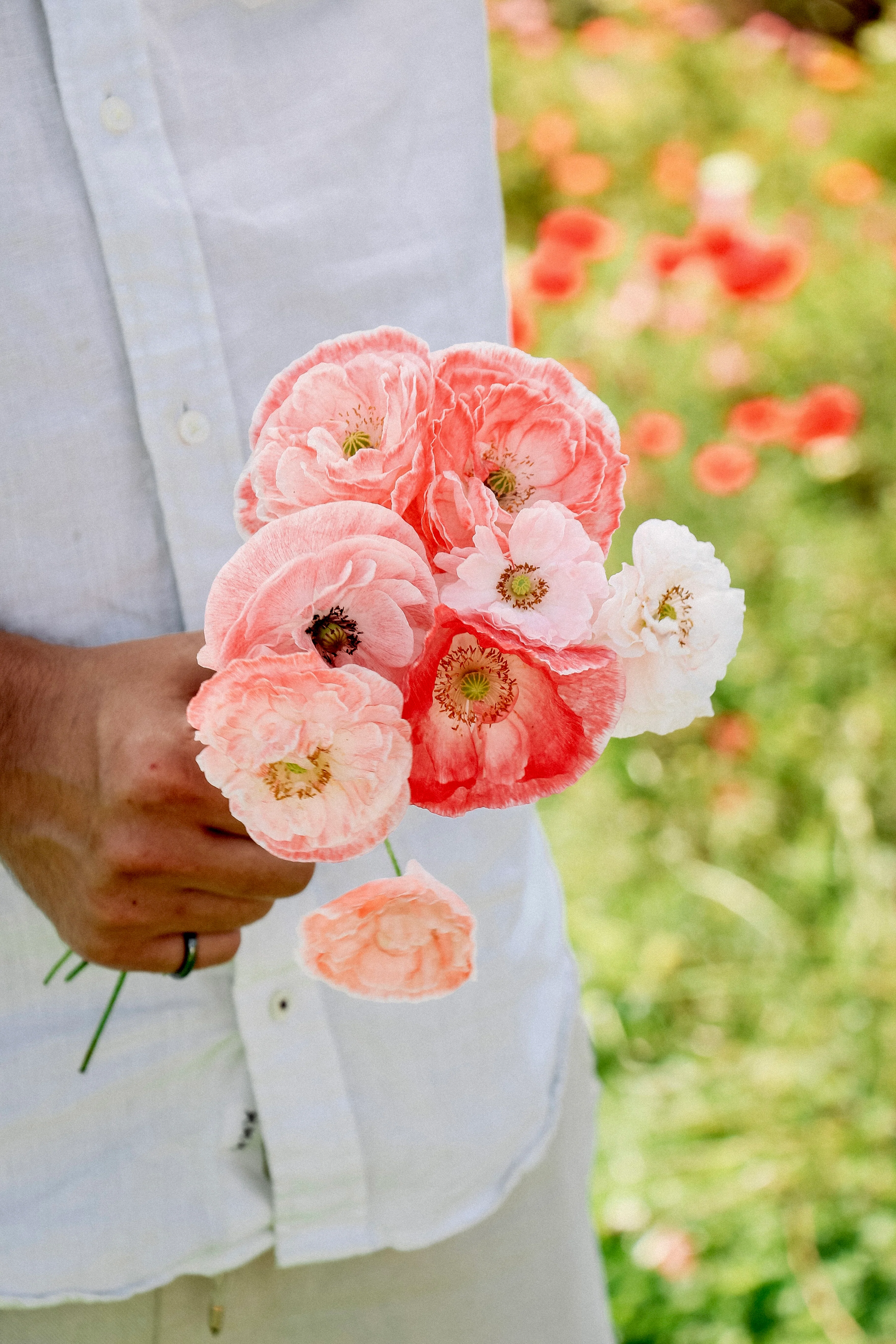 Papaver rhoeas 'falling in love'