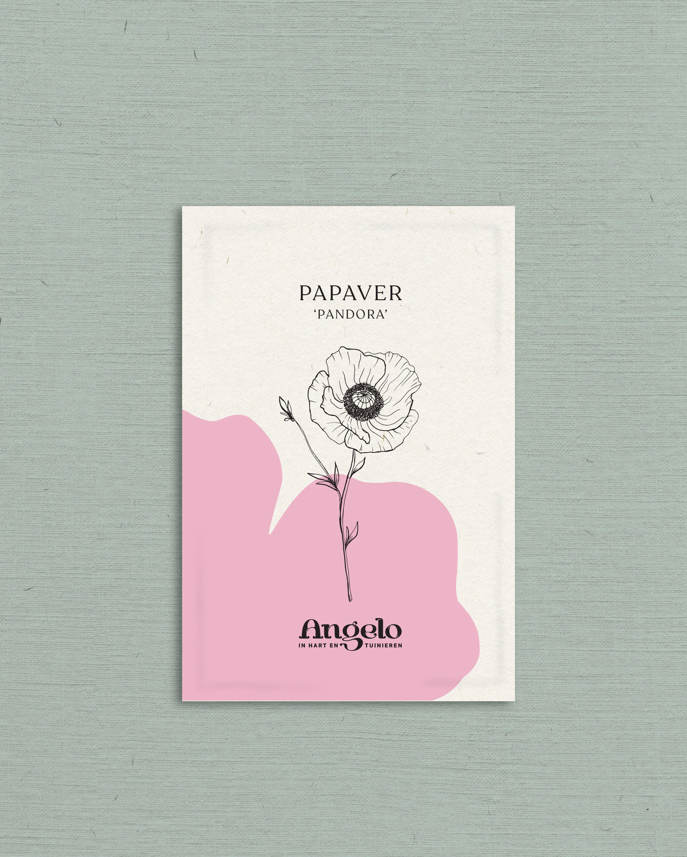 Papaver rhoeas 'Pandora' - Image 2