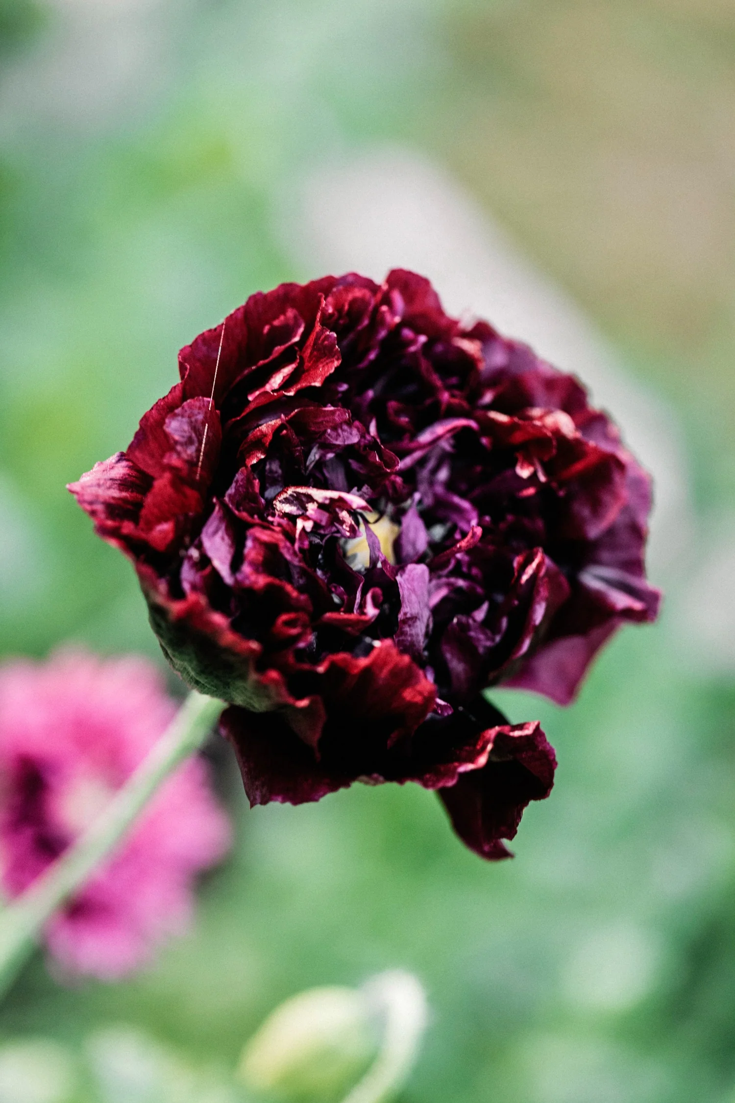 Papaver somniferum 'Black Peony'