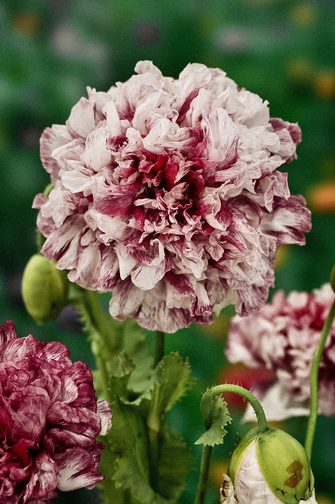 Papaver somniferum 'Flemish Antique Peony'