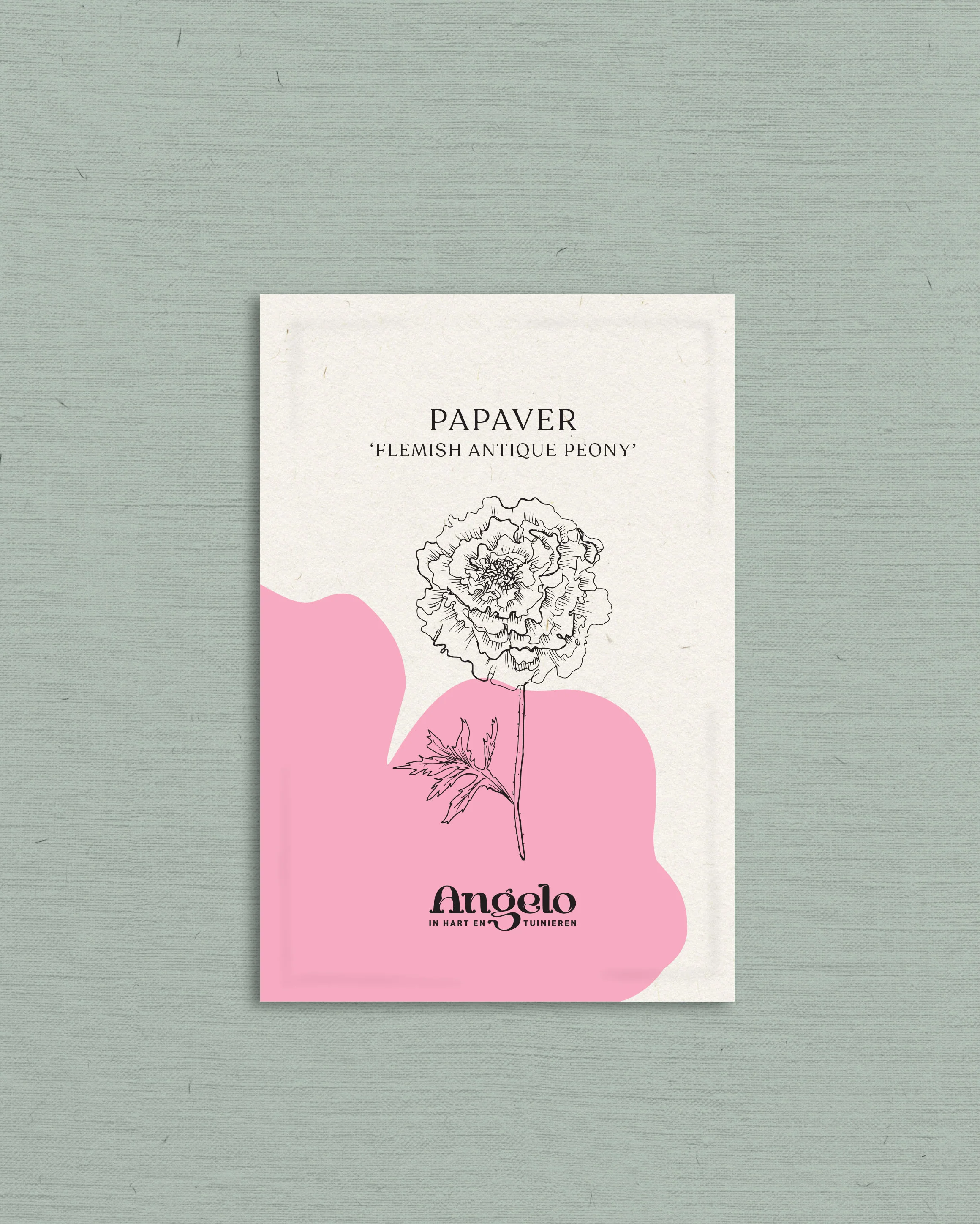 Papaver somniferum 'Flemish Antique Peony' - Image 2