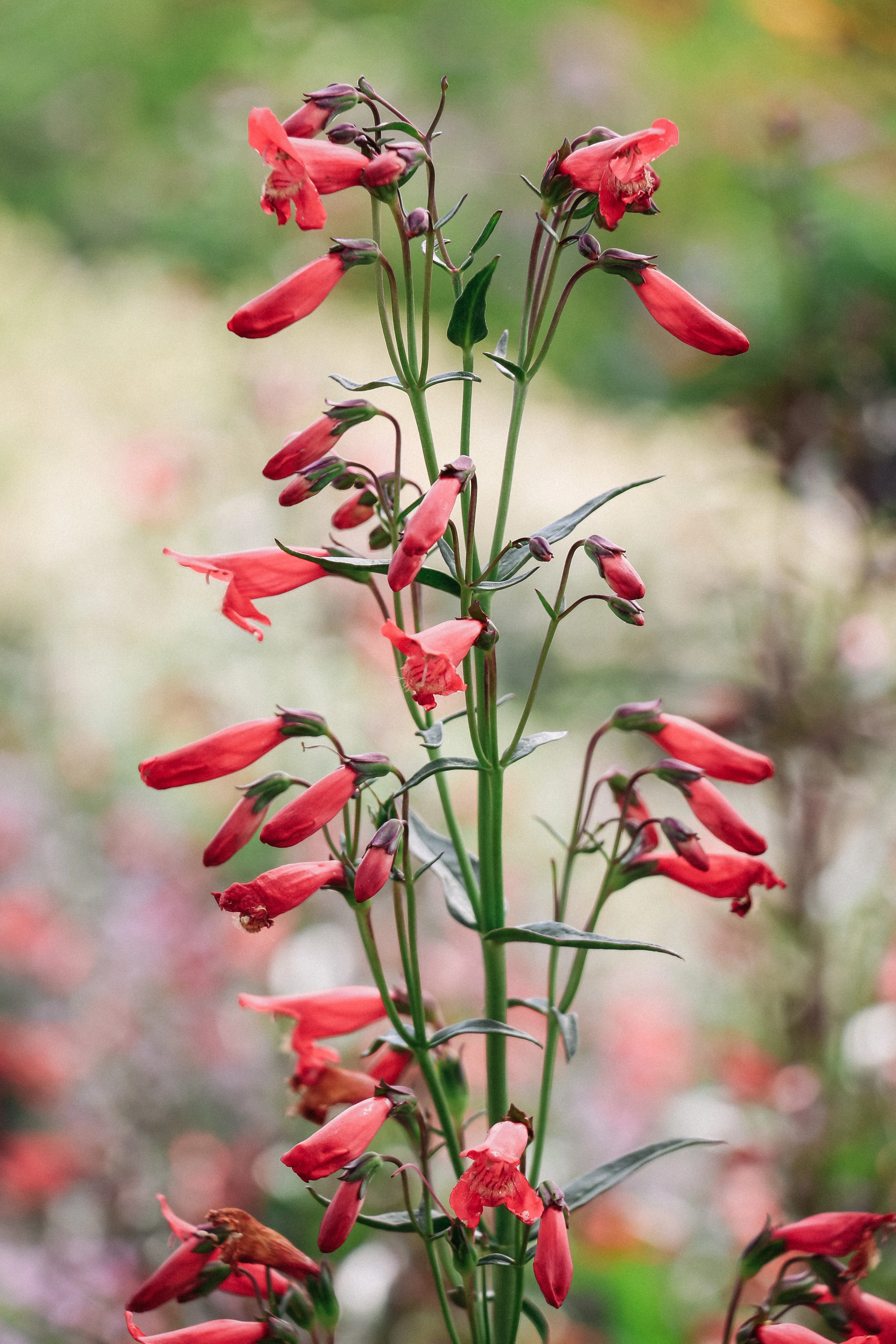 Penstemon barbatus 'Twizzle Coral'