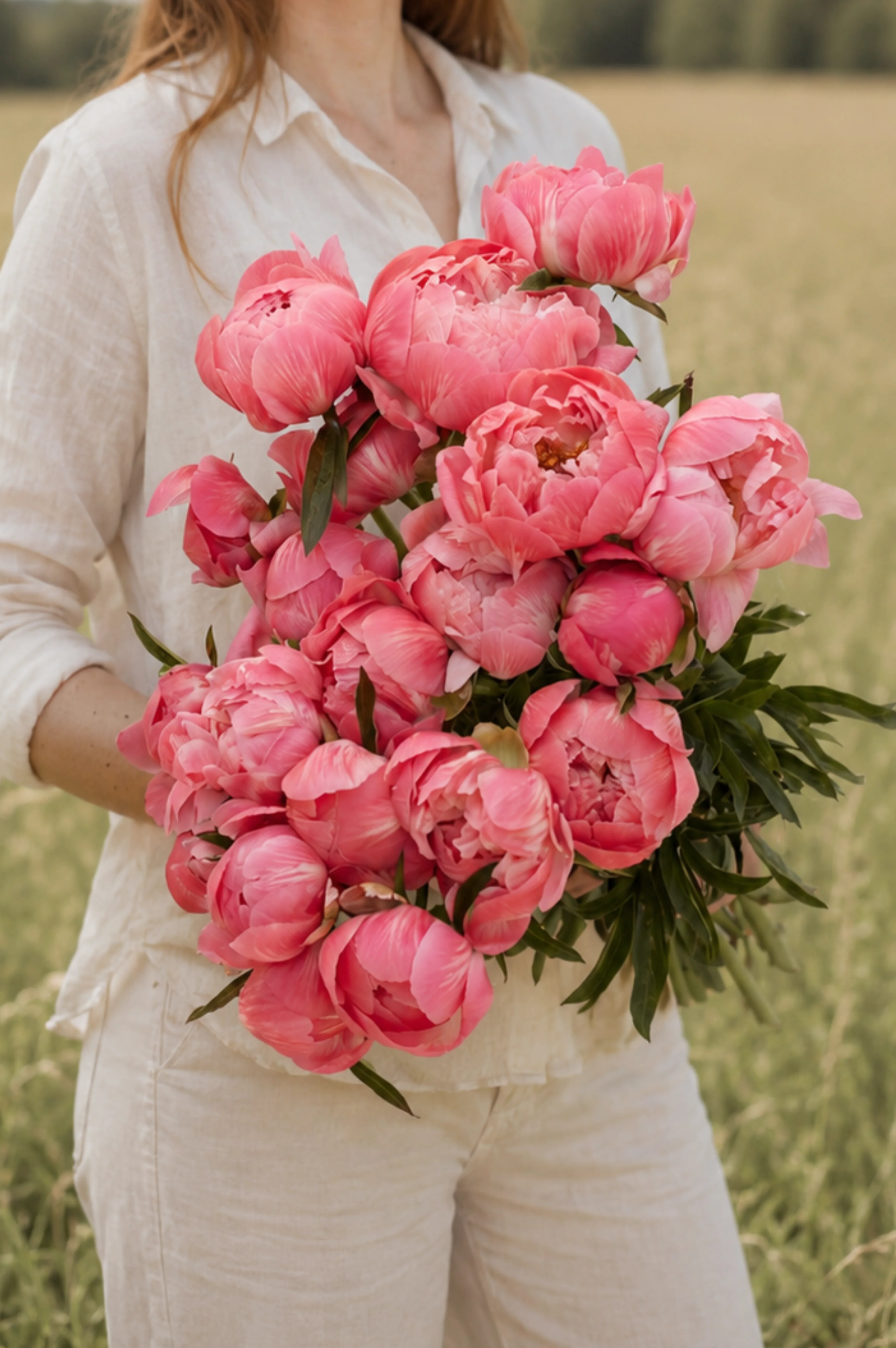 Pioen 'Coral Charm'