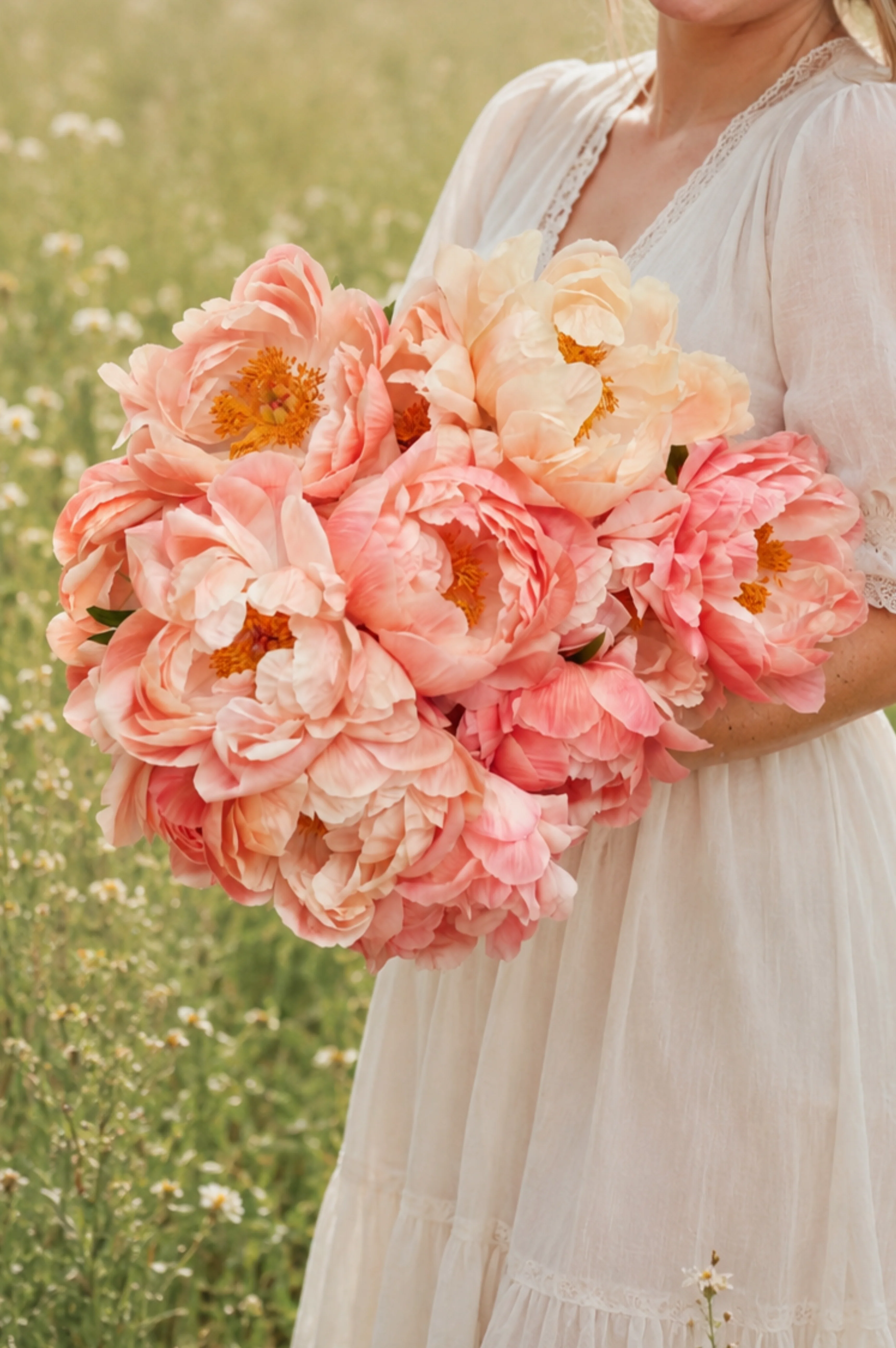 Pioen 'Coral Sunset'