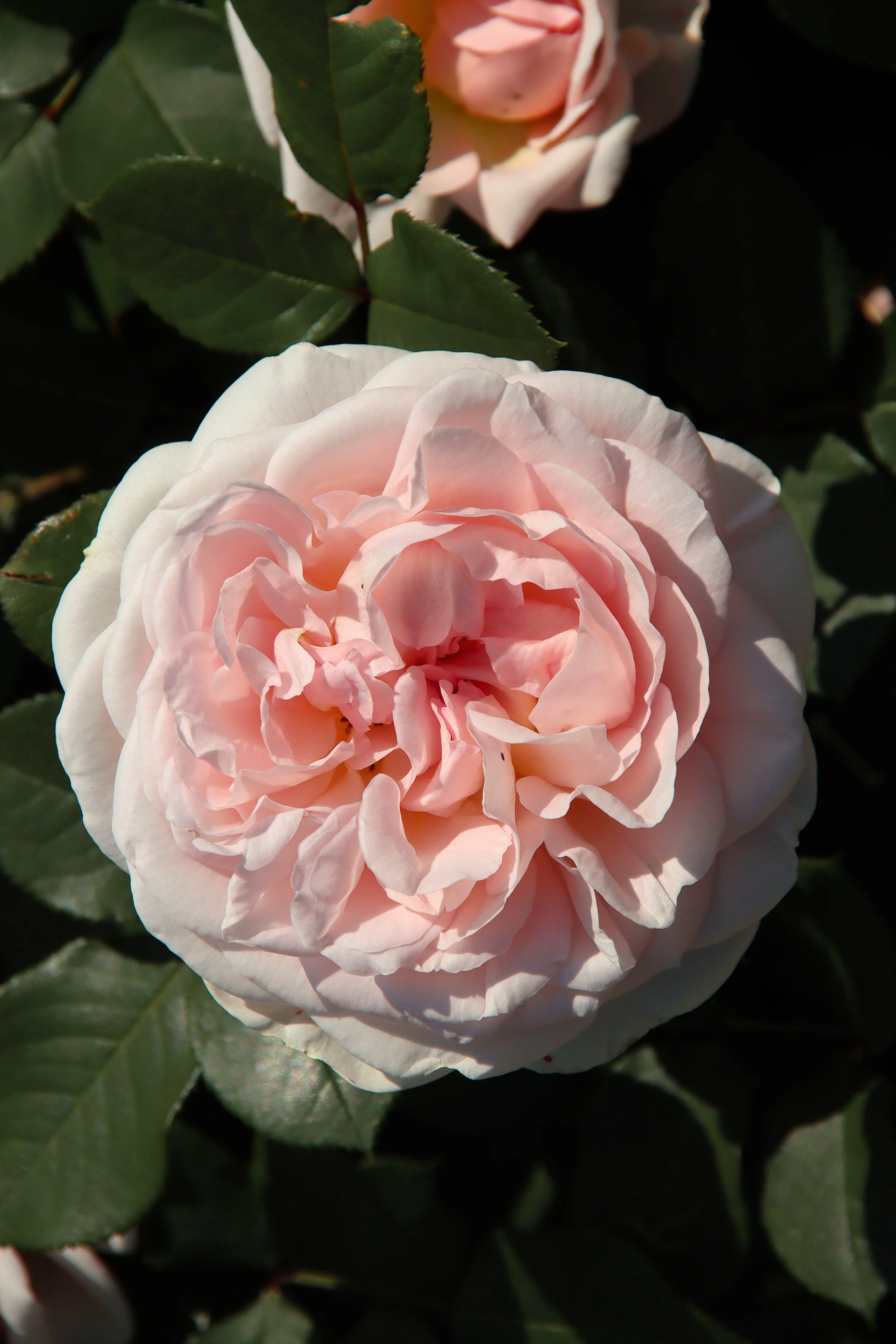 Struikroos 'Marchenzauber'