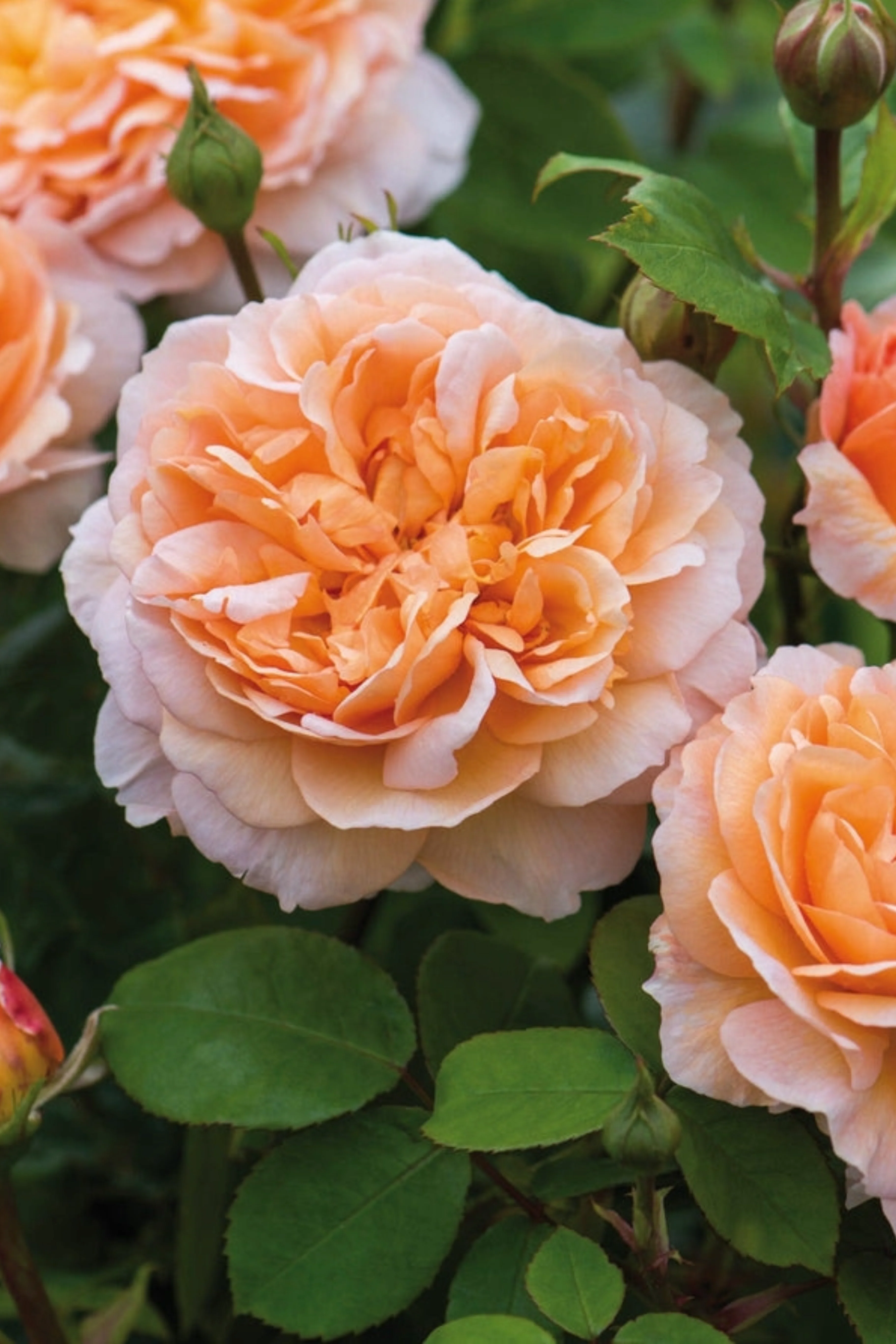 Struikroos 'The Lady Gardener'