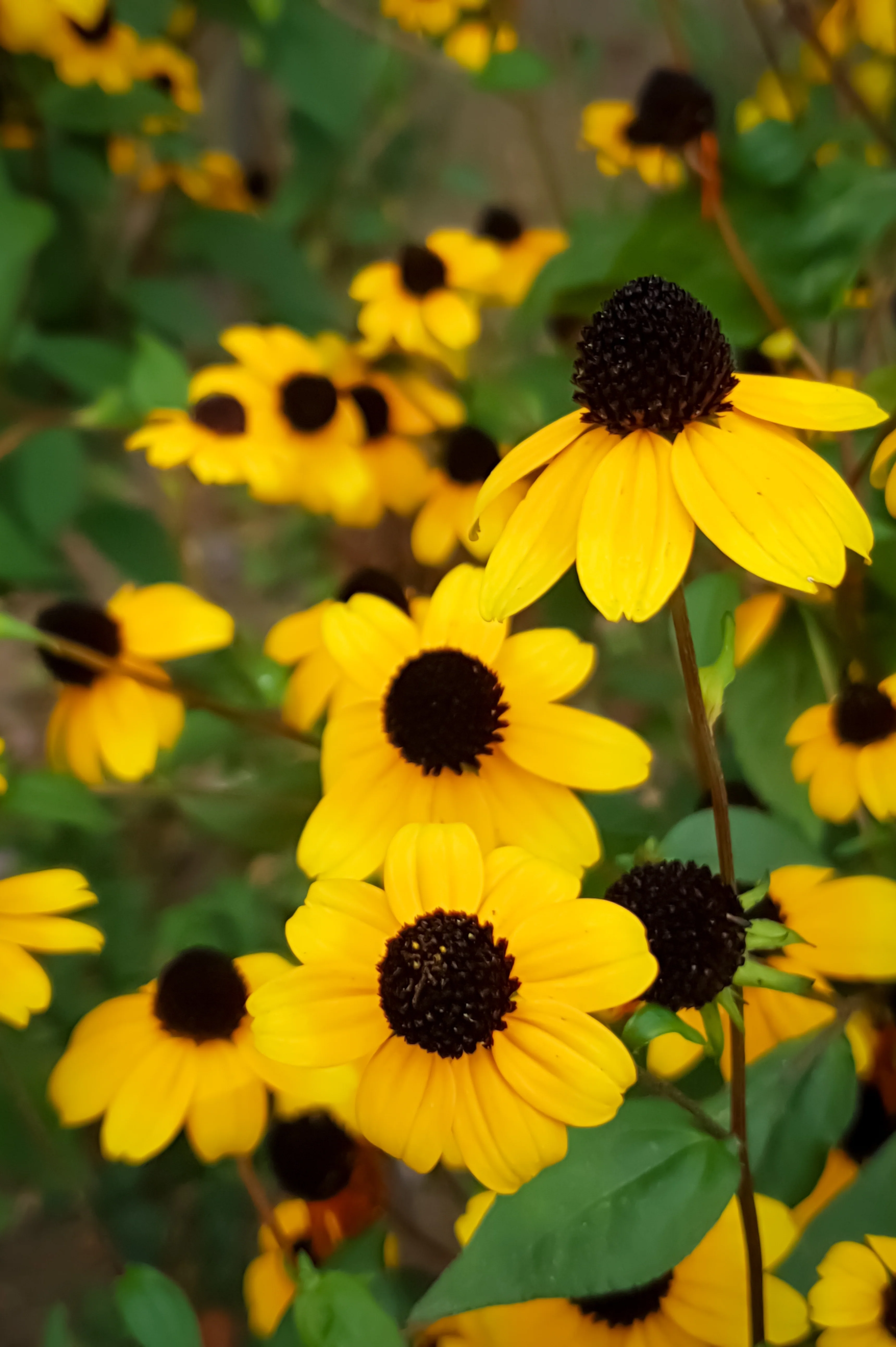 Rudbeckia triloba