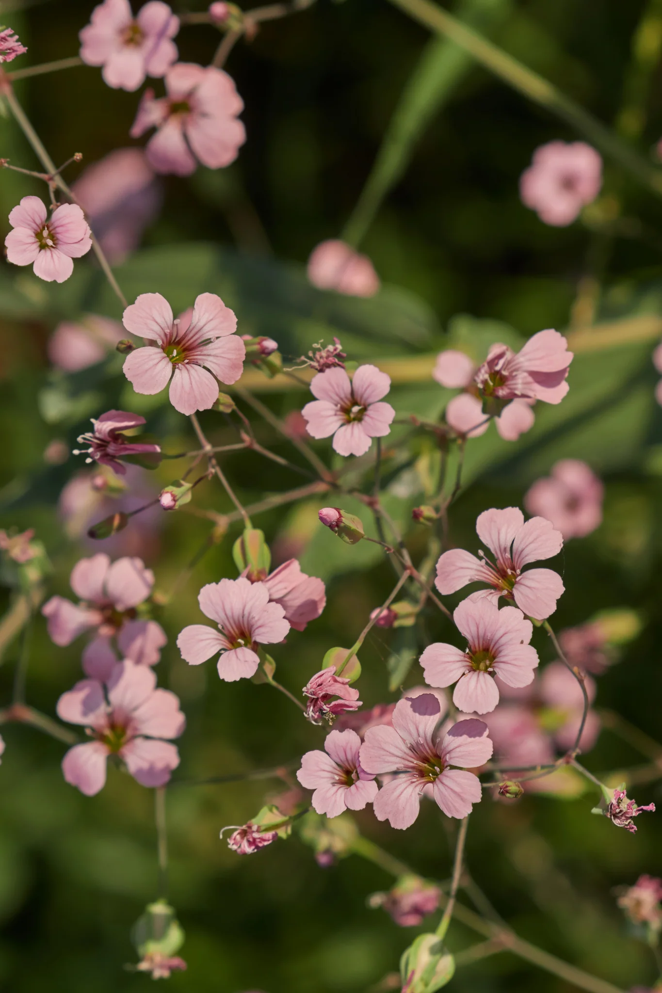 Saponaria vaccaria 'Pink Beauty'