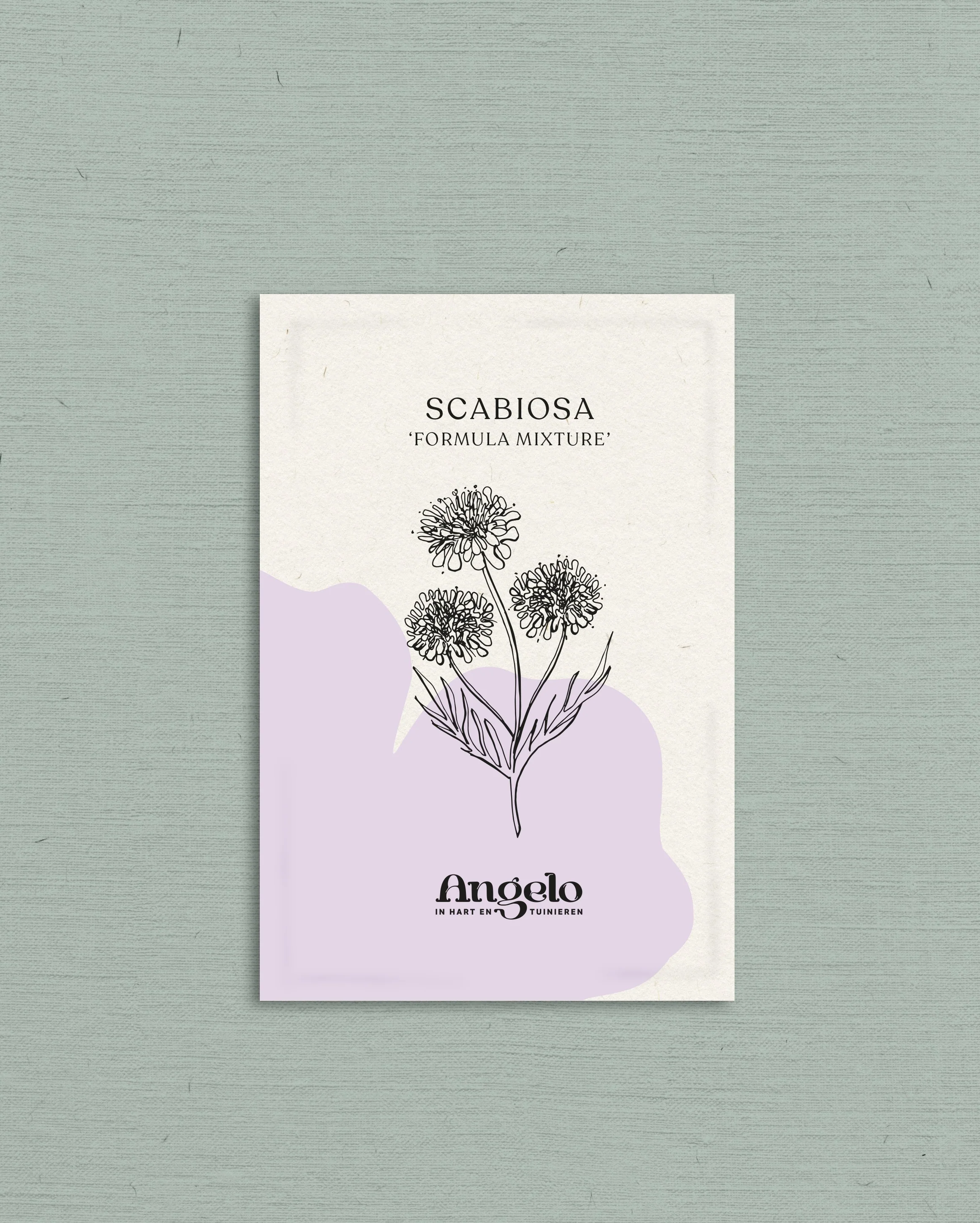 Scabiosa atropurpurea 'Formula Mixture' - Image 2
