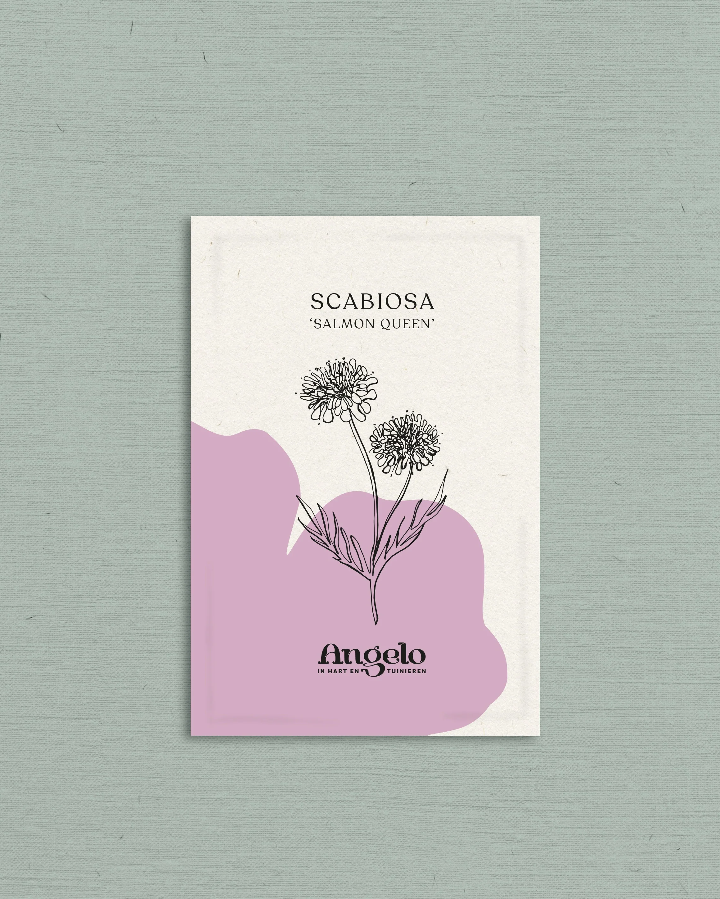 Scabiosa atropurpurea 'Salmon Queen' - Image 2