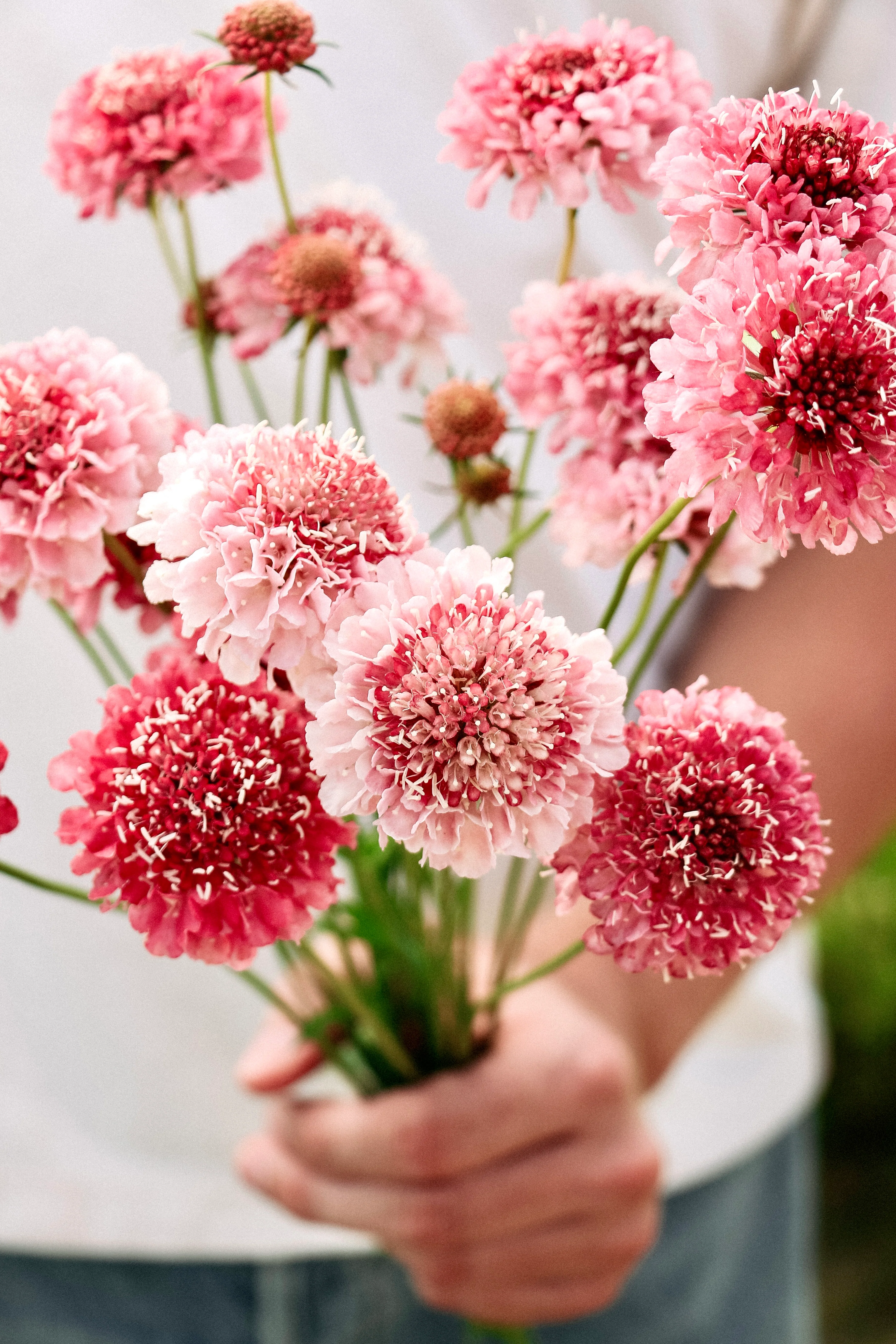 Scabiosa atropurpurea 'Salmon Queen' - Image 3