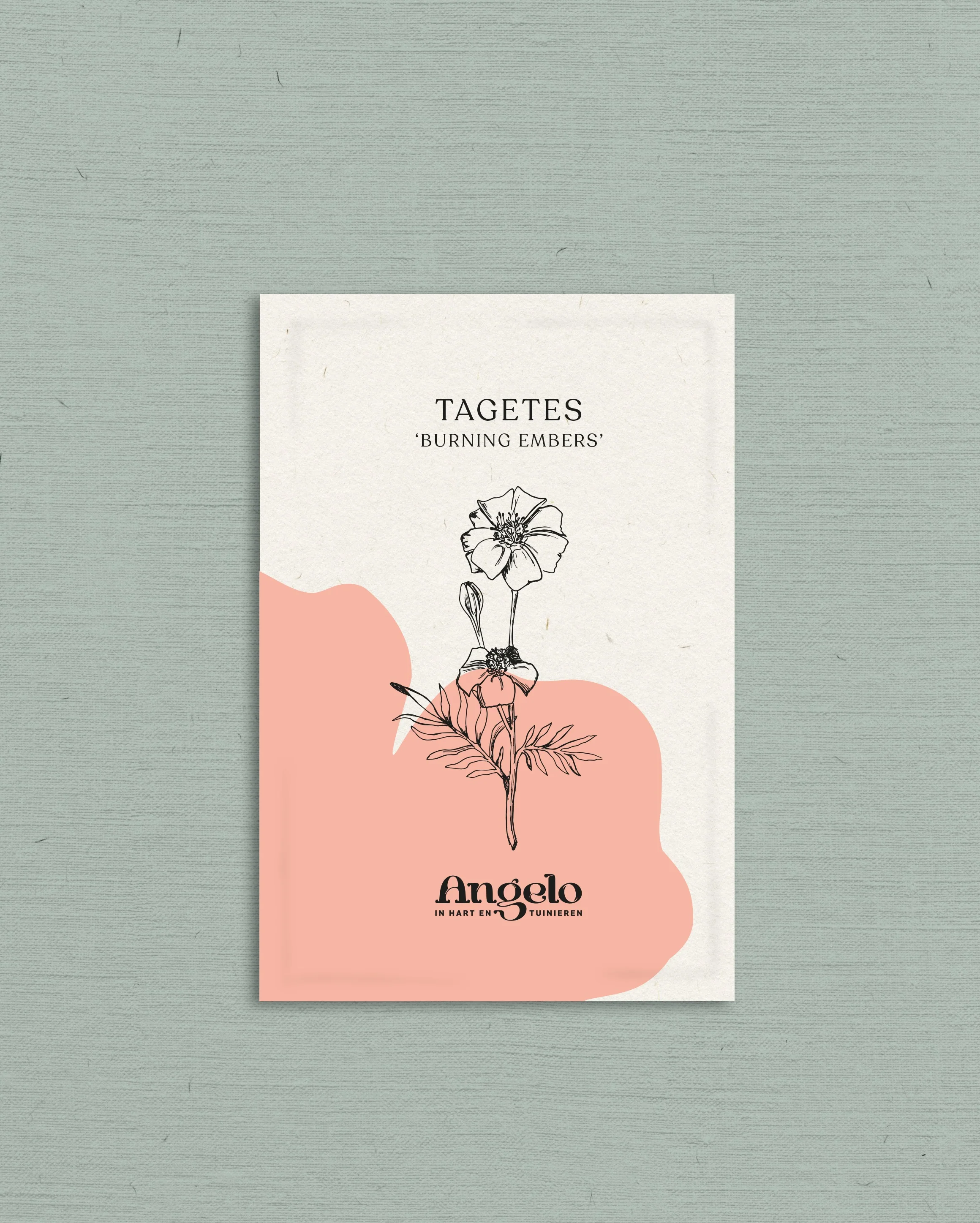 Tagetes patula 'Burning Embers' - Image 2