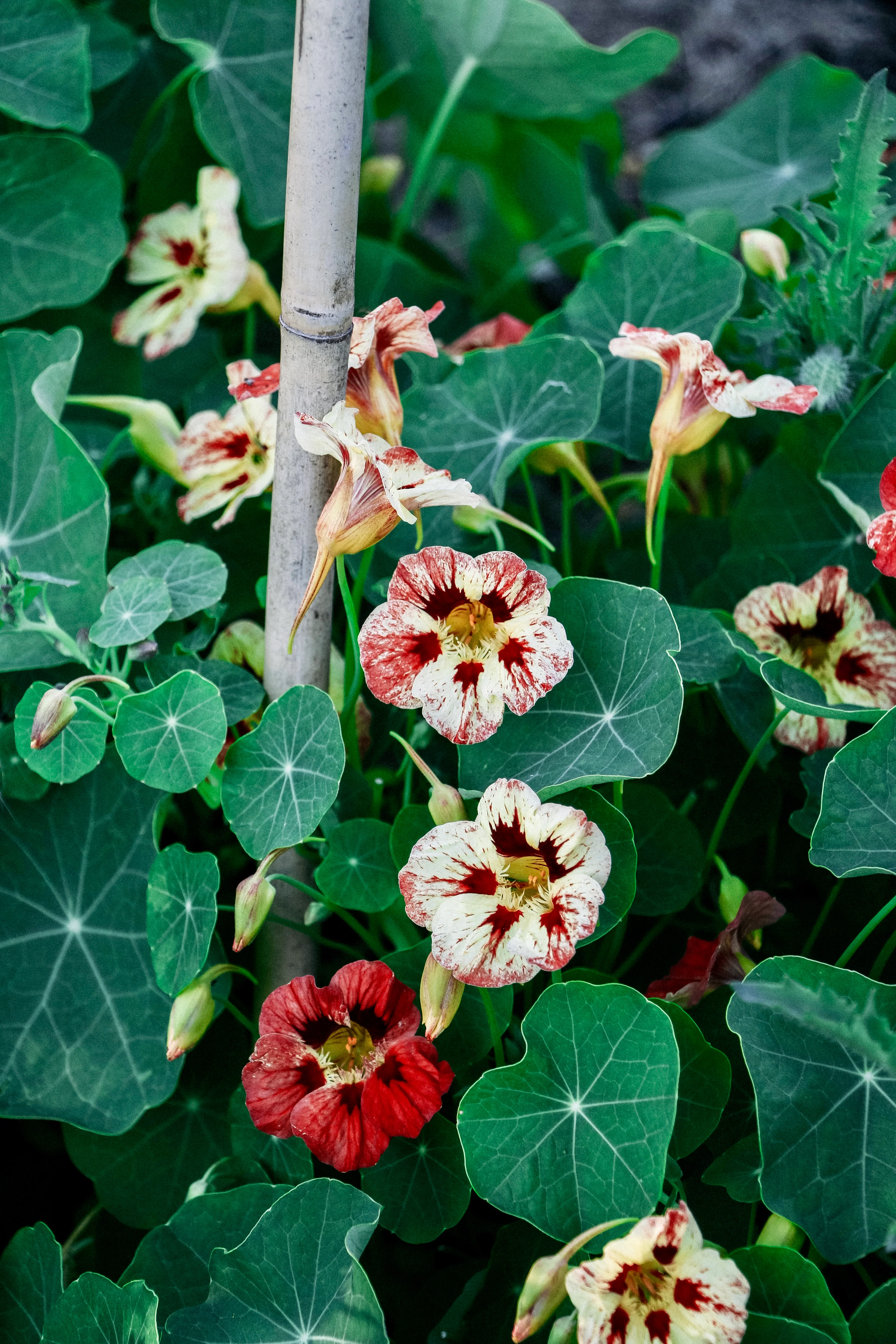 Tropaeolum minus 'Bloody Mary'